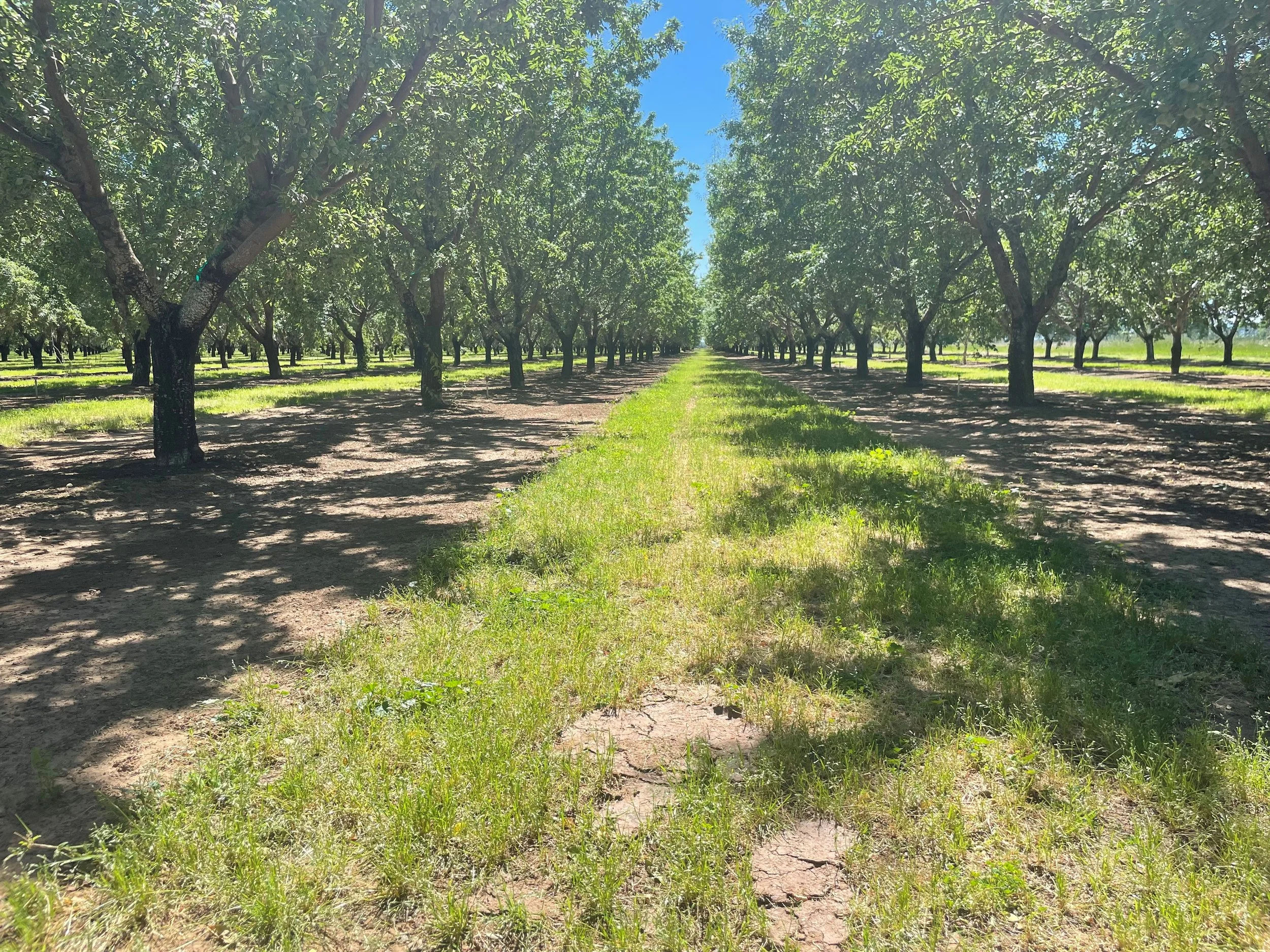 North San Joaquin Valley Almond Day is January 12