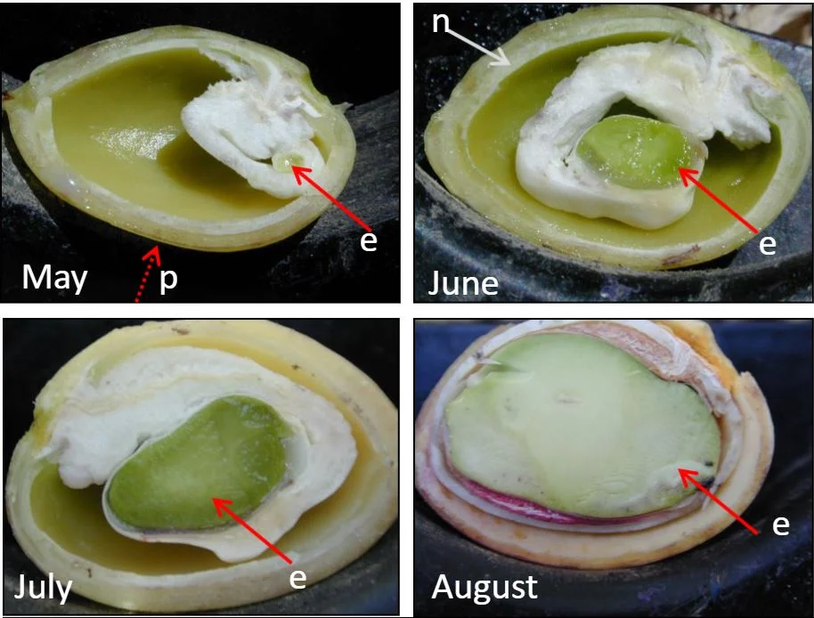 Photos of cross section of pistachio with nut at different stages of development.