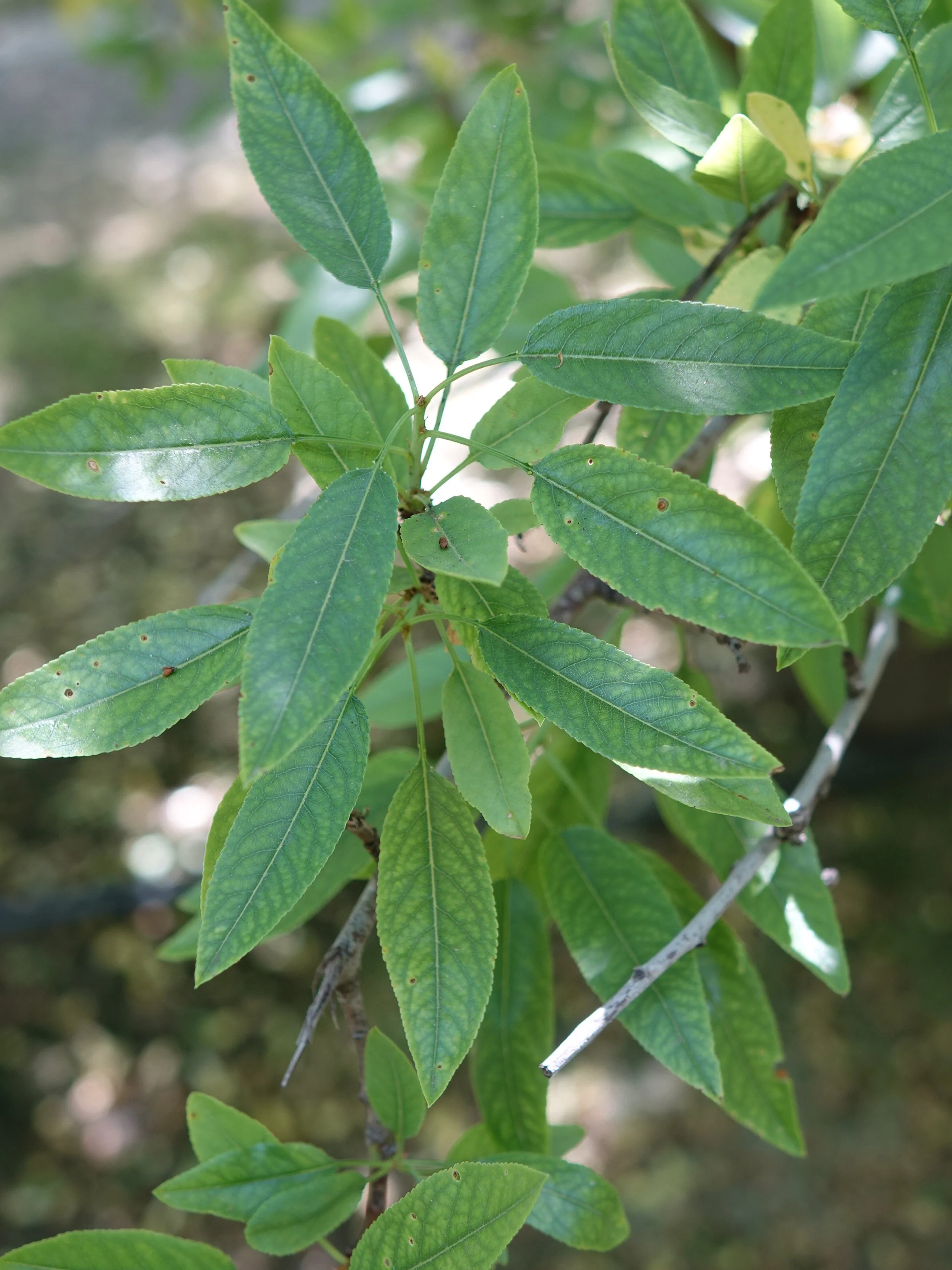 Iron Deficiency in Fruit and Nut Crops in California