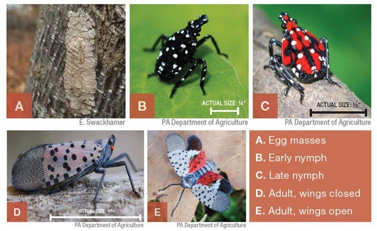 Spotted Lanternfly, California's Next Problematic Invader