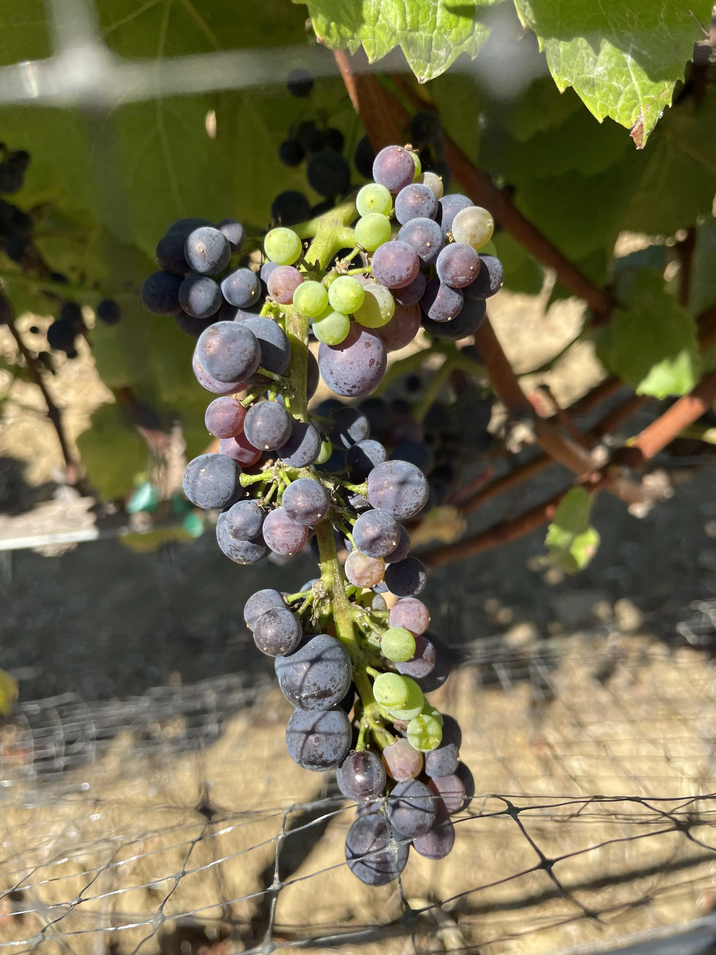 Photo 2. Shot berries on Pinot Noir.