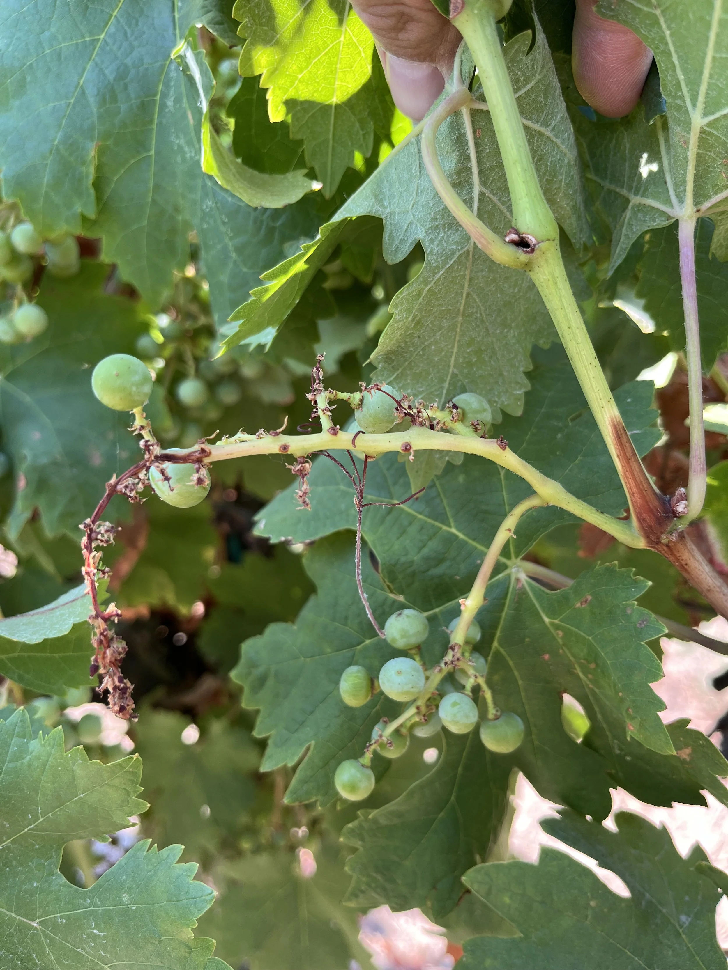 Photo 1. Poor fruit set and early bunch necrosis.
