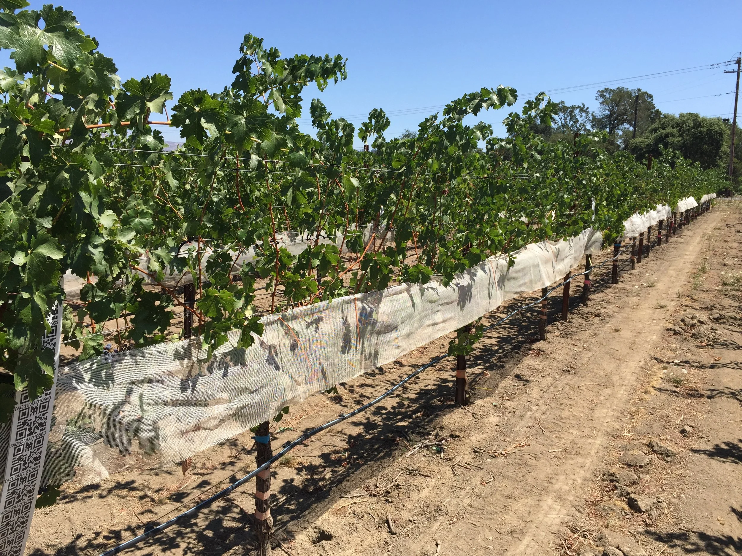 Photo 5a. Shade Cloth.