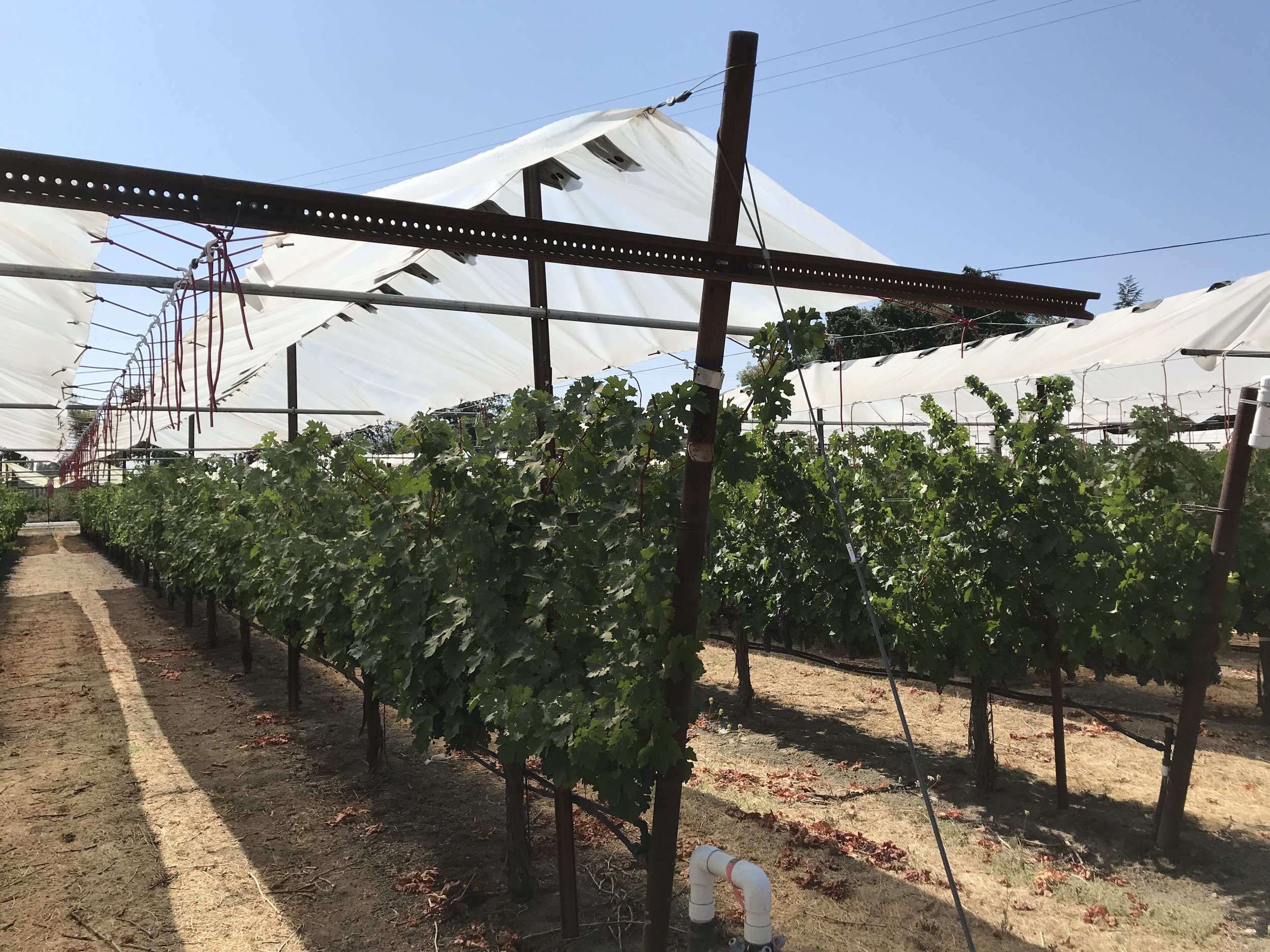 Photo 5b. Shade film.