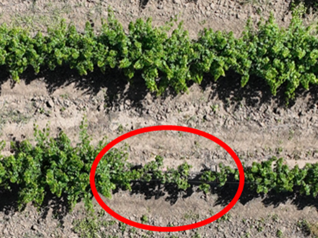 Drones in Agriculture: Benefits and Regulations to Know Before You Fly