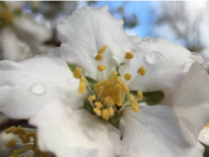 Madera County Almond Day