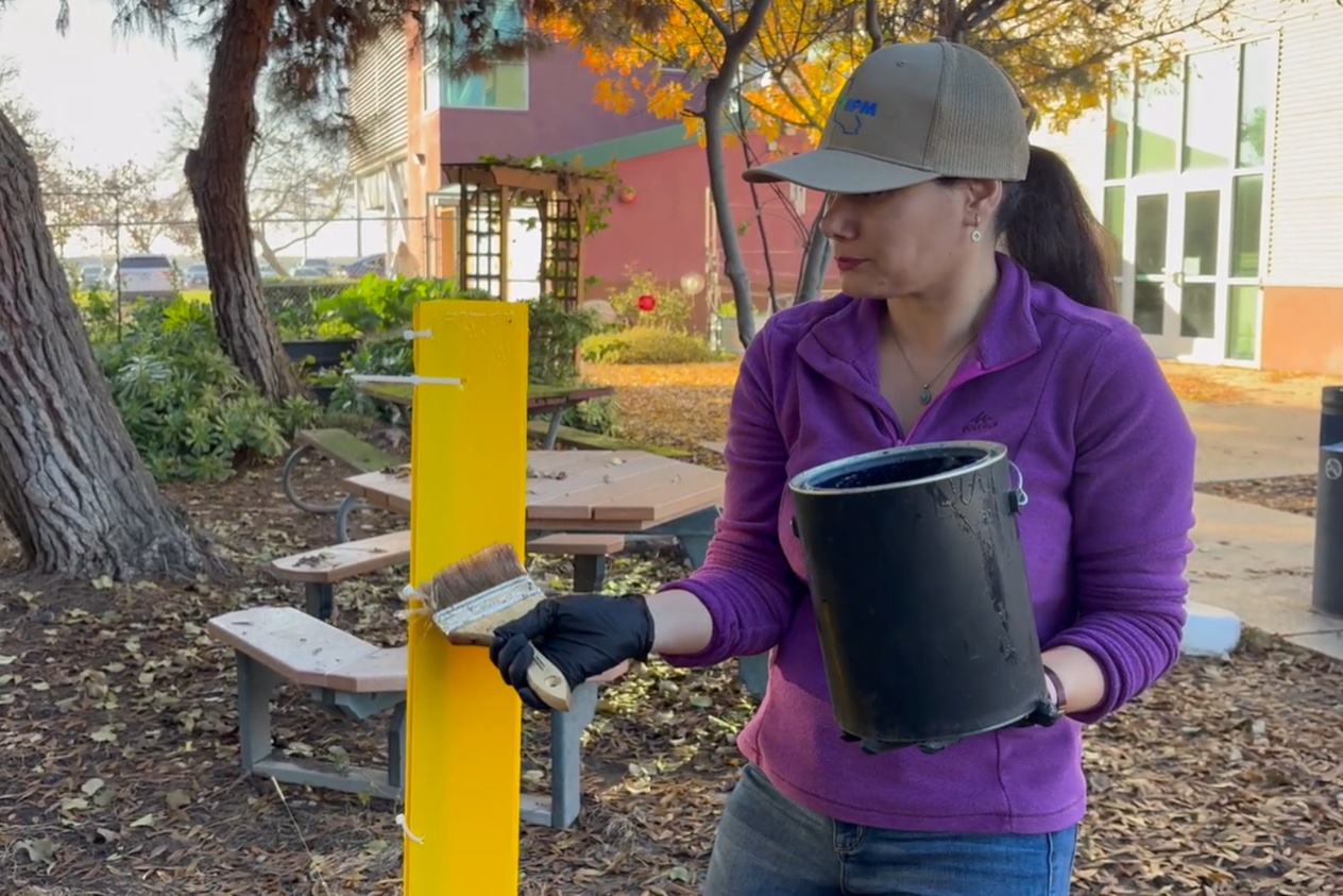 How to Make and Set Up Flatheaded Borer Traps in Walnuts