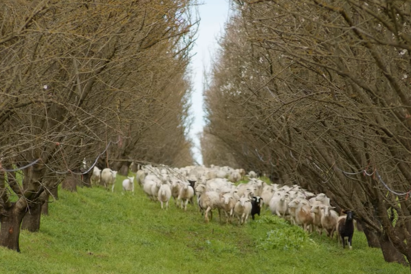 Regenerative Agriculture and Orchard Grazing: Sheep Happens