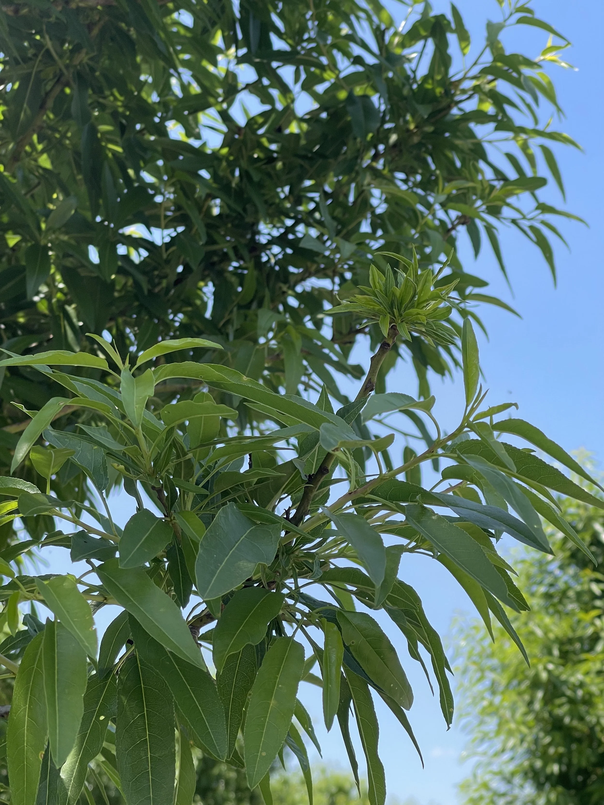 almond stem with tuft of almond leaves at tip that show rosetting or bushytail patturn