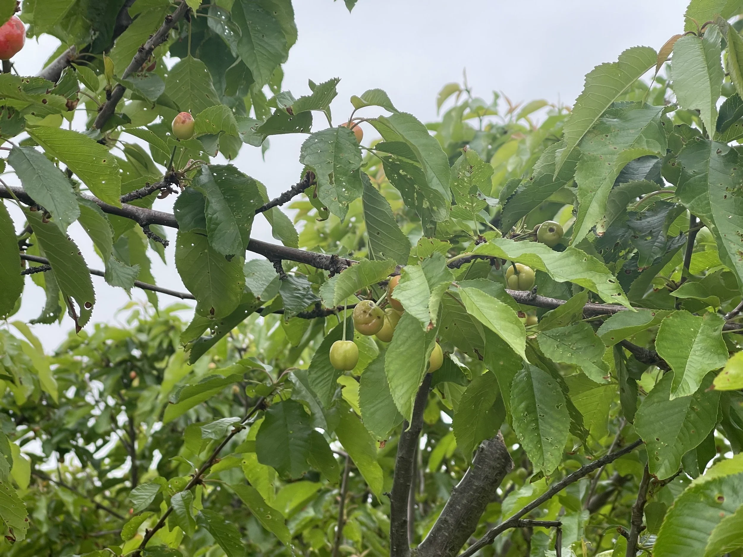 Branch with cherry leaves. Leaves are green but have severl holes. Some fruit have brown spots.