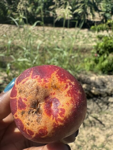 Nectarine with mostly ripened flesh but portions with yellow-orange blotches and streaks. Also, brown blotches with some cracks.