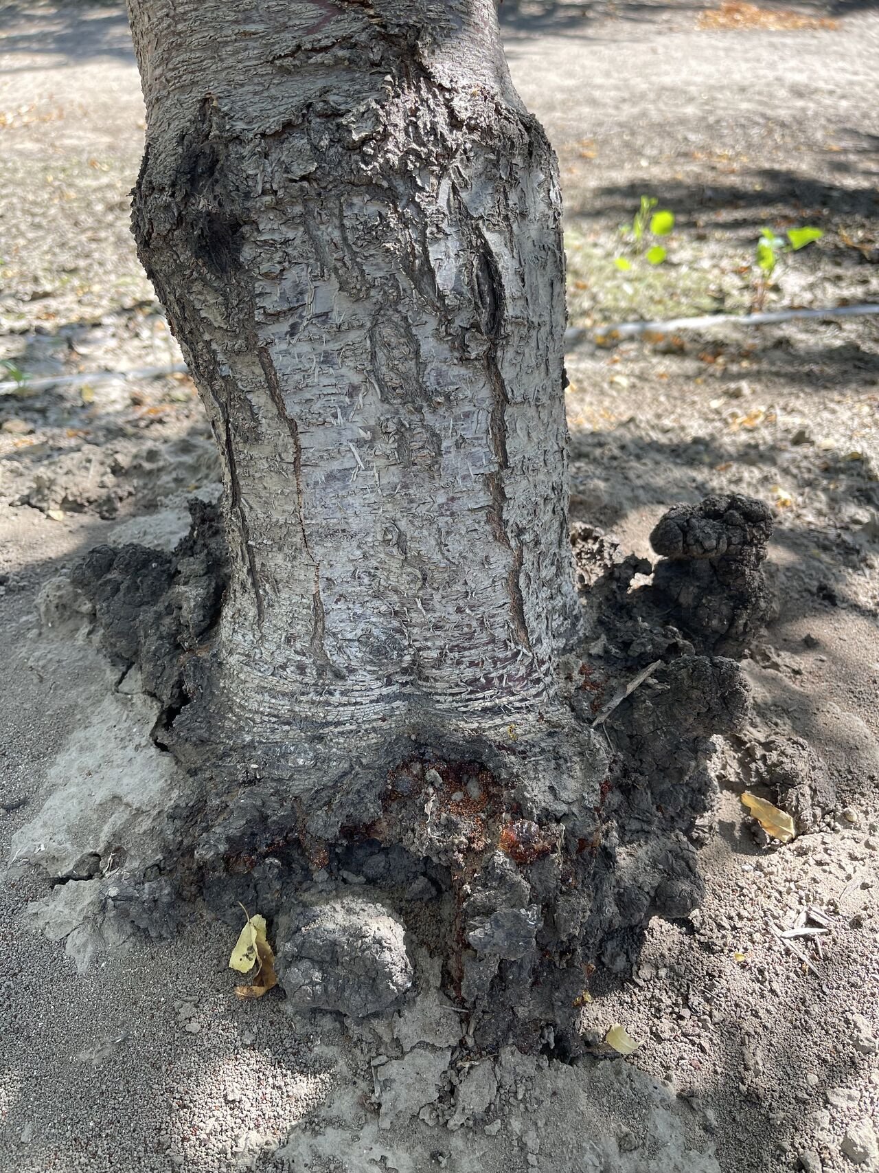 Image of base of tree with odd growth and brown frass