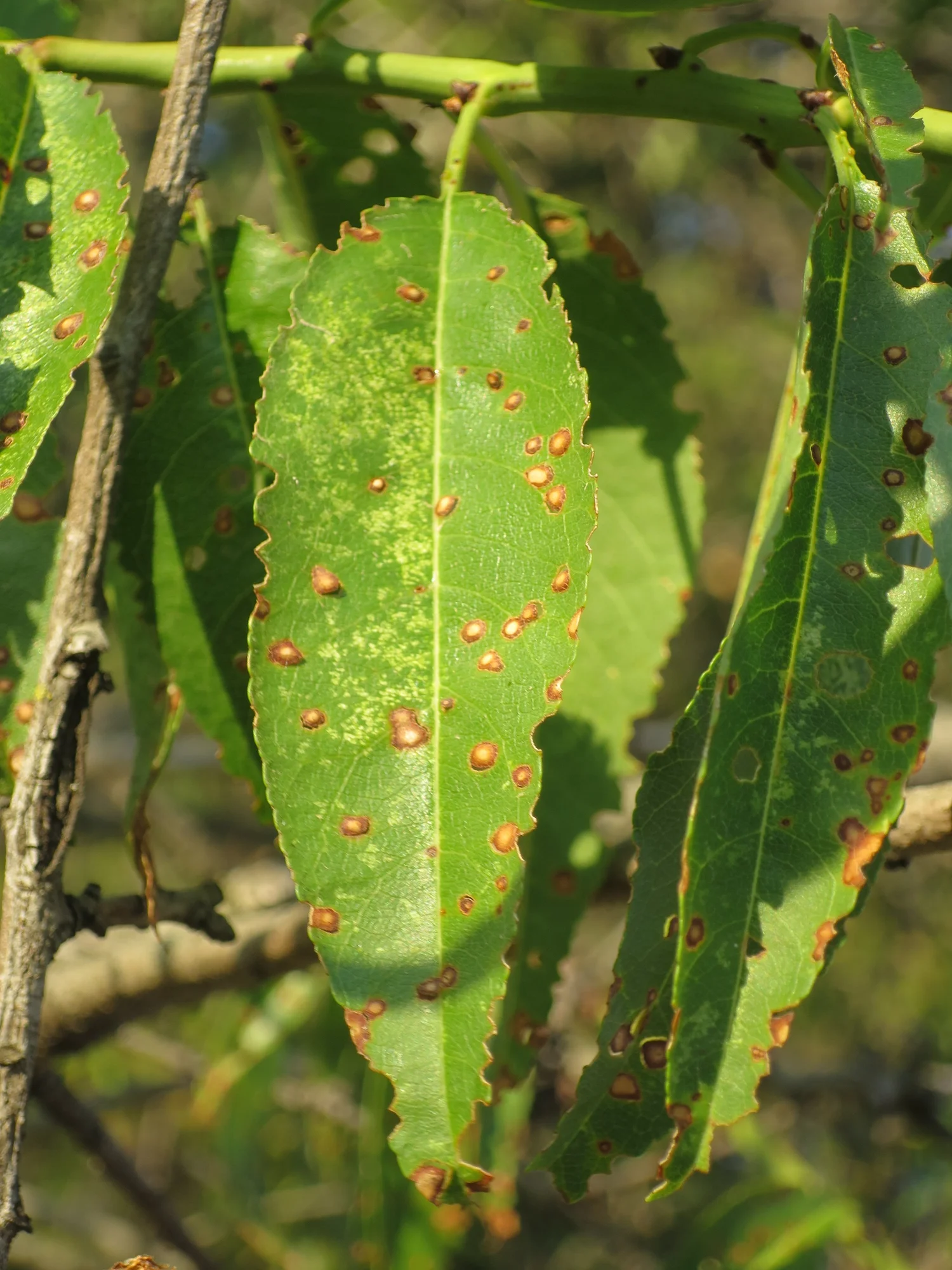 February 2022 Almond Orchard Tasks — SJV Trees and Vines