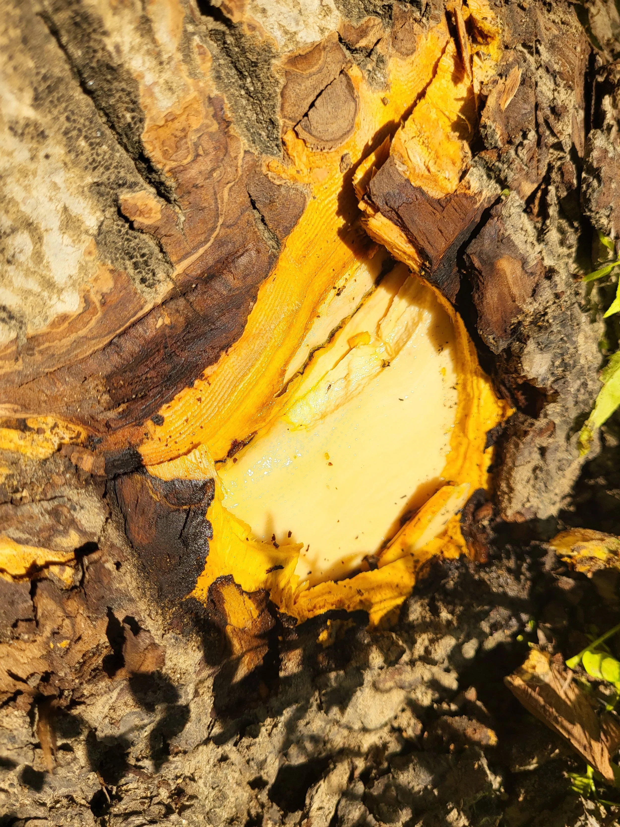 Closer image of graft union on walnut tree. larger area of extrerior wood removed. cut area has lighter colored wood above and below graft union, at graft union is darker colored wood.