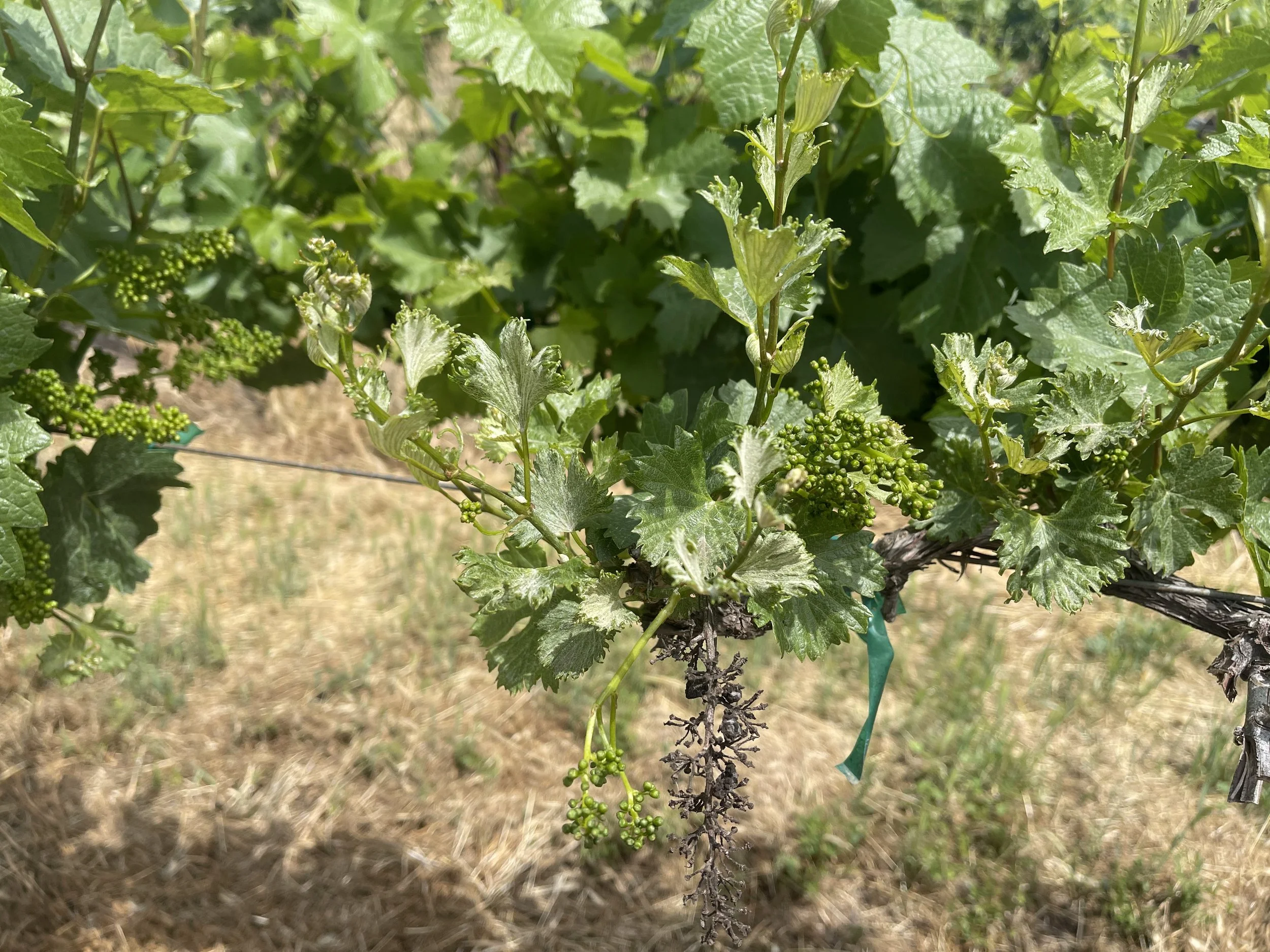 Grape cane with shoot with distorted leaves in foreground and noraml leaves in background