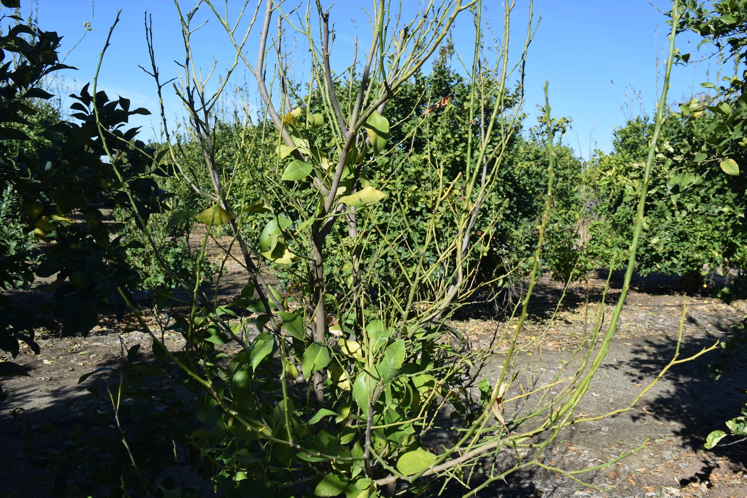 Photo of lemon branch. Older growth on lower of photo has leaves still present. New growth in upper photo leaves missing with only petiole attached to stems and branches.
