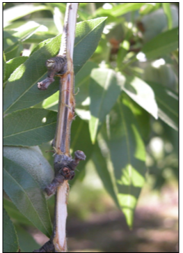 Almond small branch with other layer of wood removed showing dark discoloration running parallel down branch.