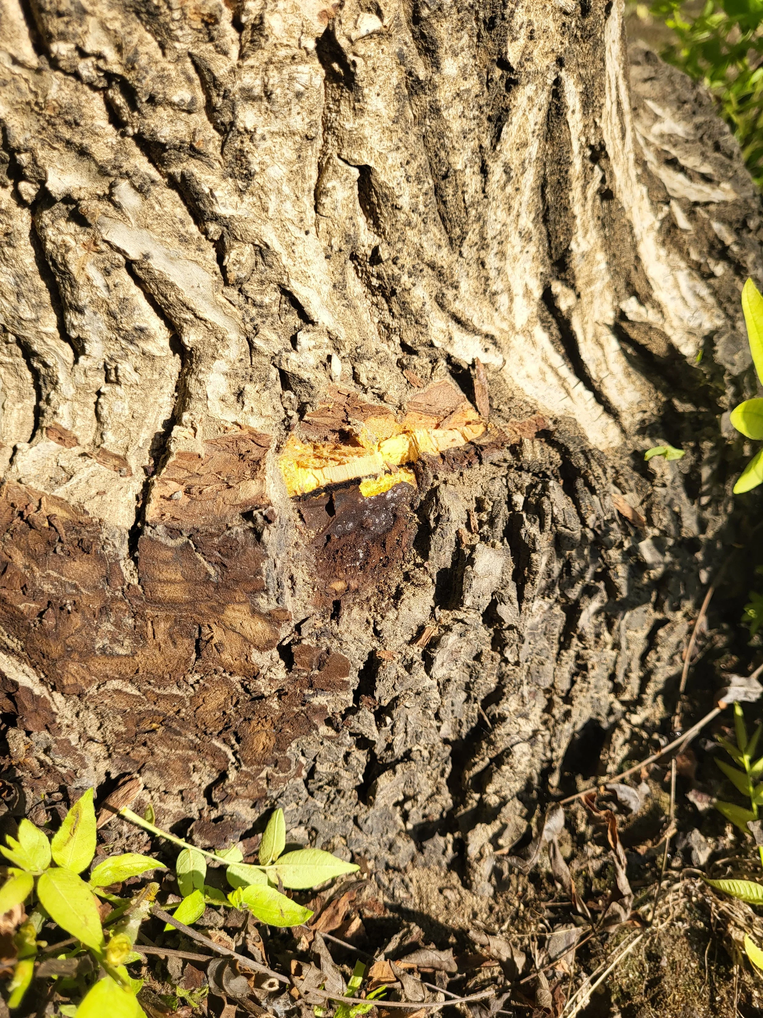 Closer photo of graft union for walnut tree. portion cut away and under is light colored wood with darker colored wood inline with graft union