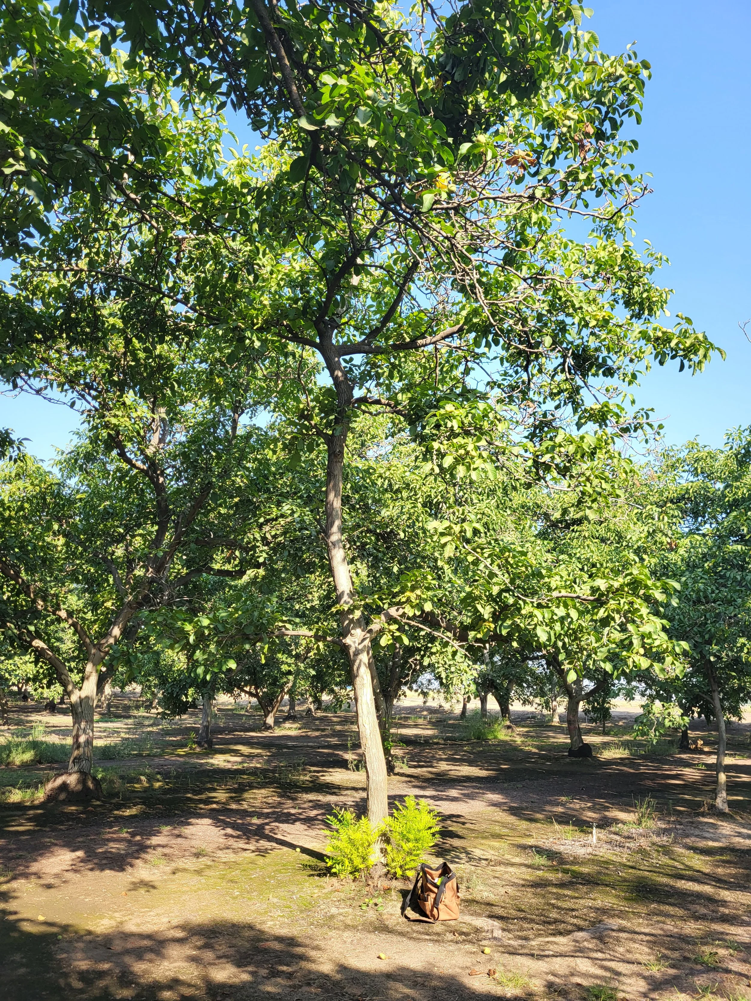 Photo of walnut. Canopy has less leaf density compared to other walnuts in background. at base several suckers growing from below graft union.