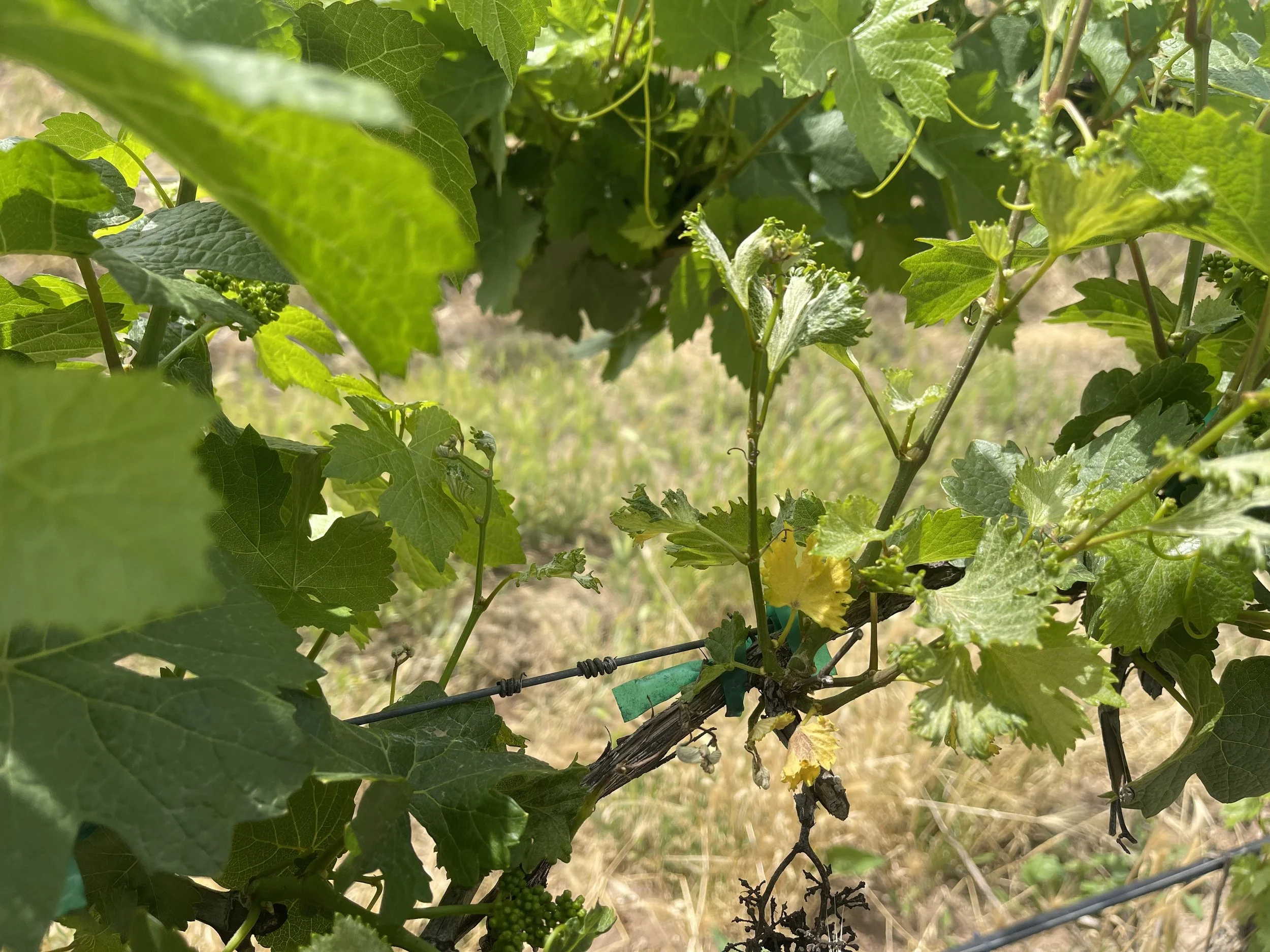 Photo of grape cane with shoot with distorted leaves with surround normal looking leaves