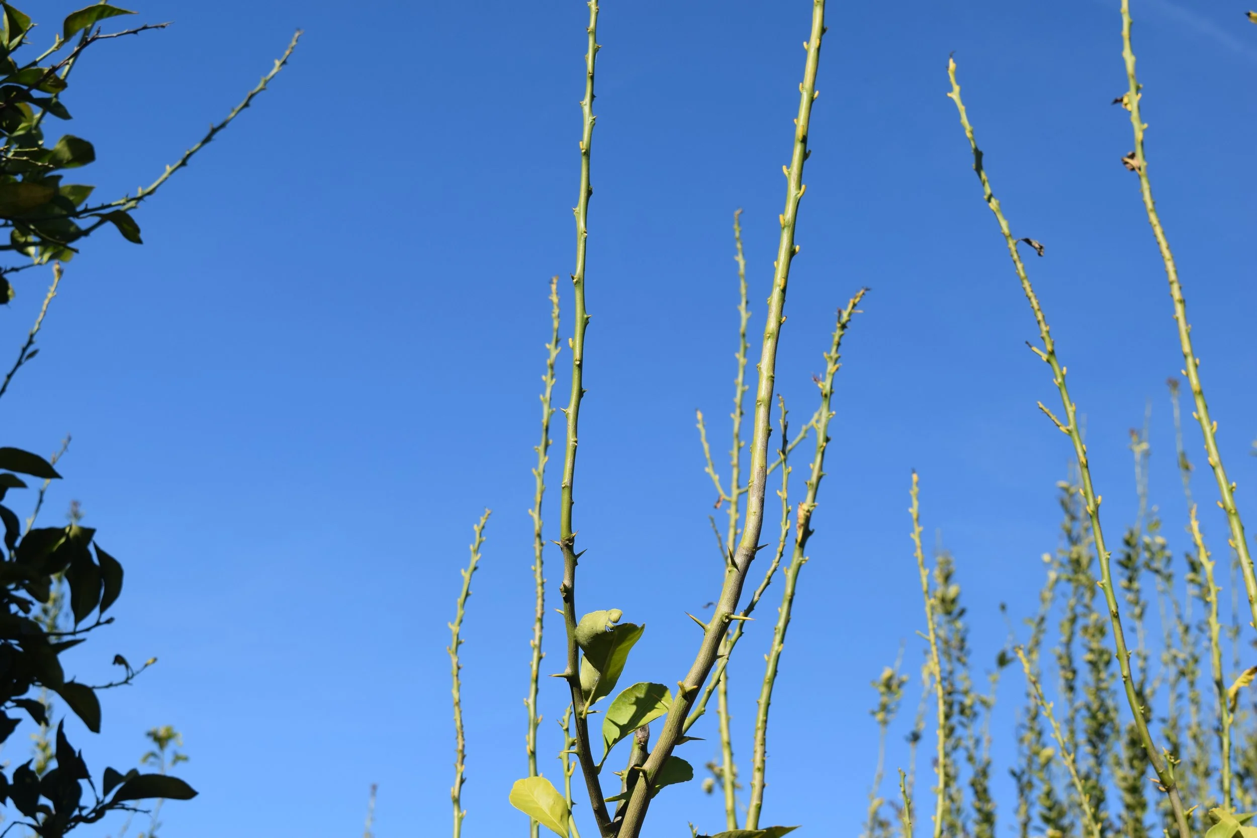 Photo for mulitple lemon stems with most leaves at nodes gone with only  petioles still attached to stem..