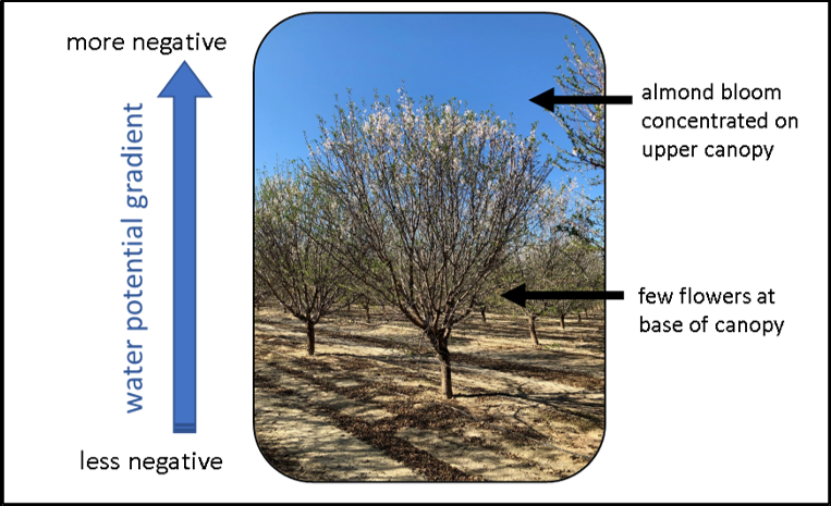 Photo of almond tree with higher amount of flowers in upper canopy with text and arrows. Described possible water potential gradient up tree.