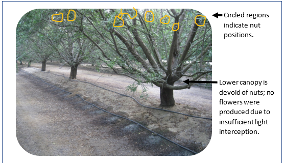 Photo of almond tree row with yellow circles on the upper canopy and text explaining nut position is more in upper canopy.