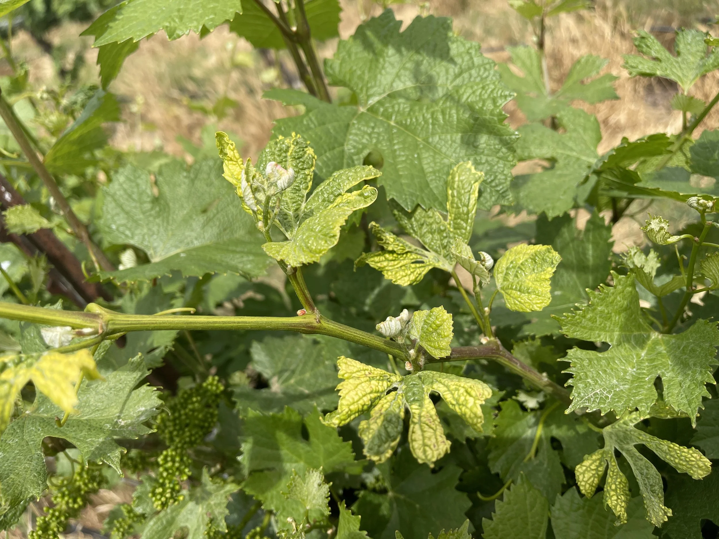 Photo of grape plant. Larger leaves in background. Foreground shows distorted leaves with yellowing.