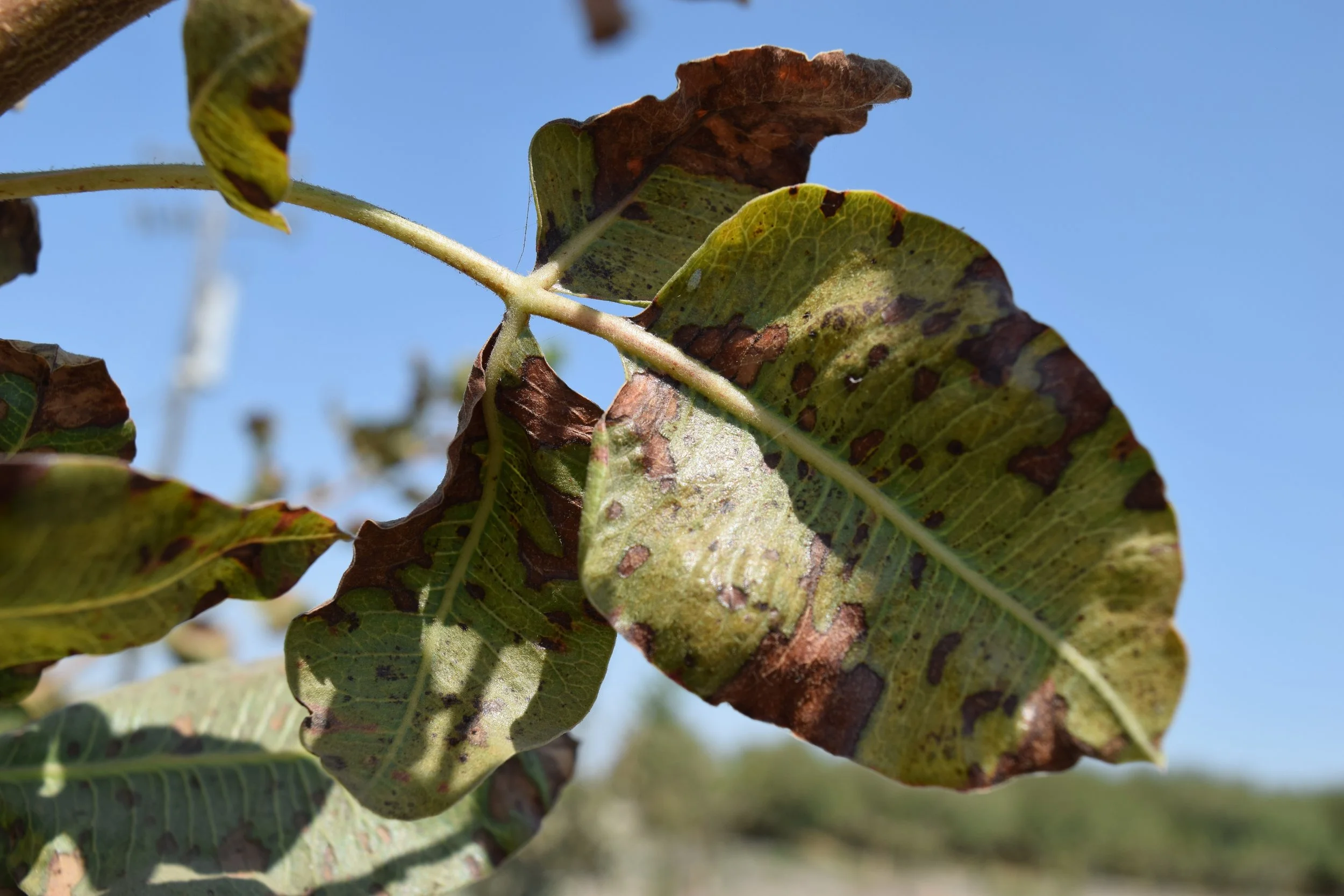 Pistachio leaves with brown necrotic lesions. Variable shapes and sizes. Remaining leaves yellow to yellow-green color.