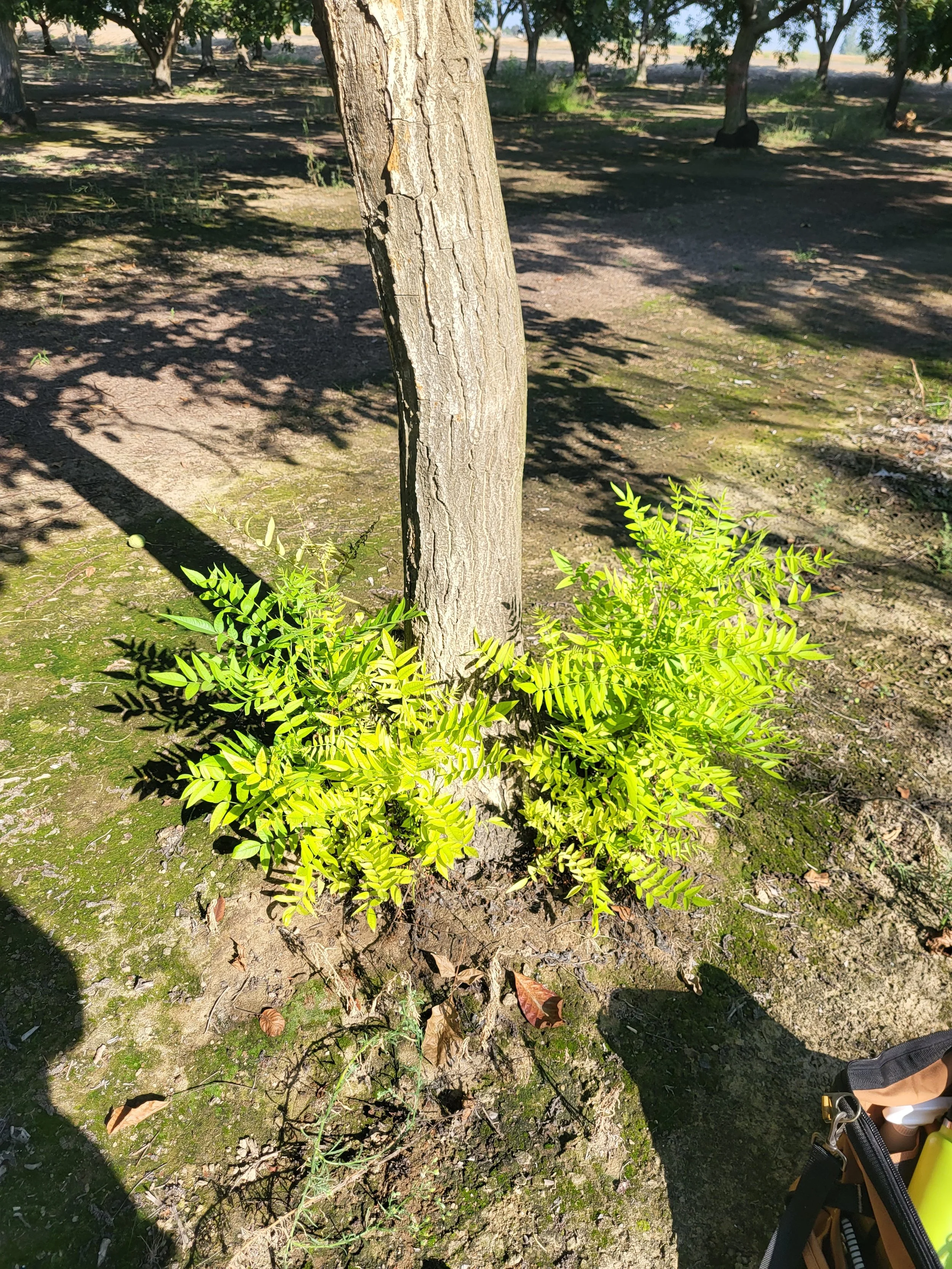 Base of walnut tree looking at crown. several suckers growing below graft union.