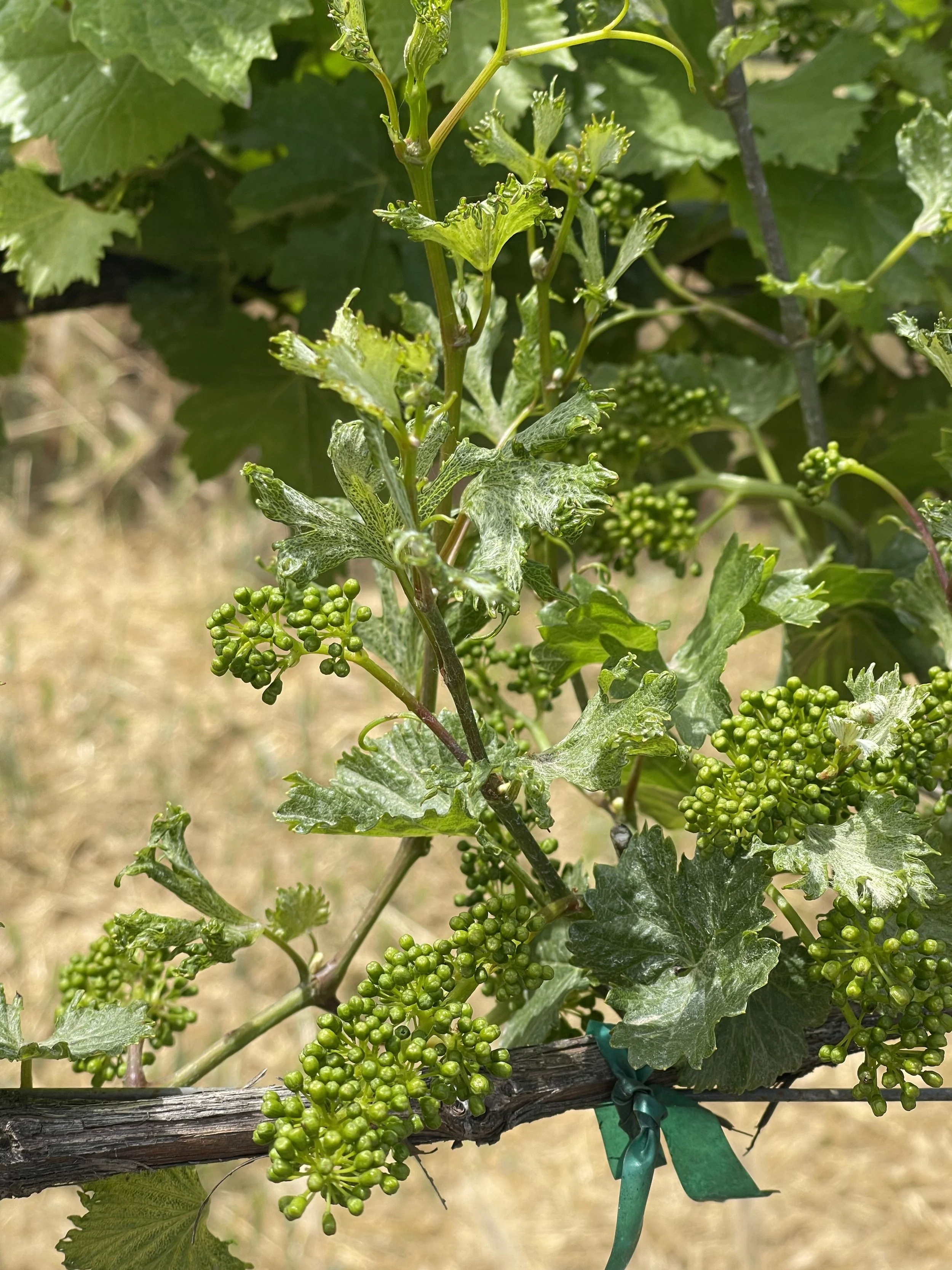 Grape shoot with distorted leaves.
