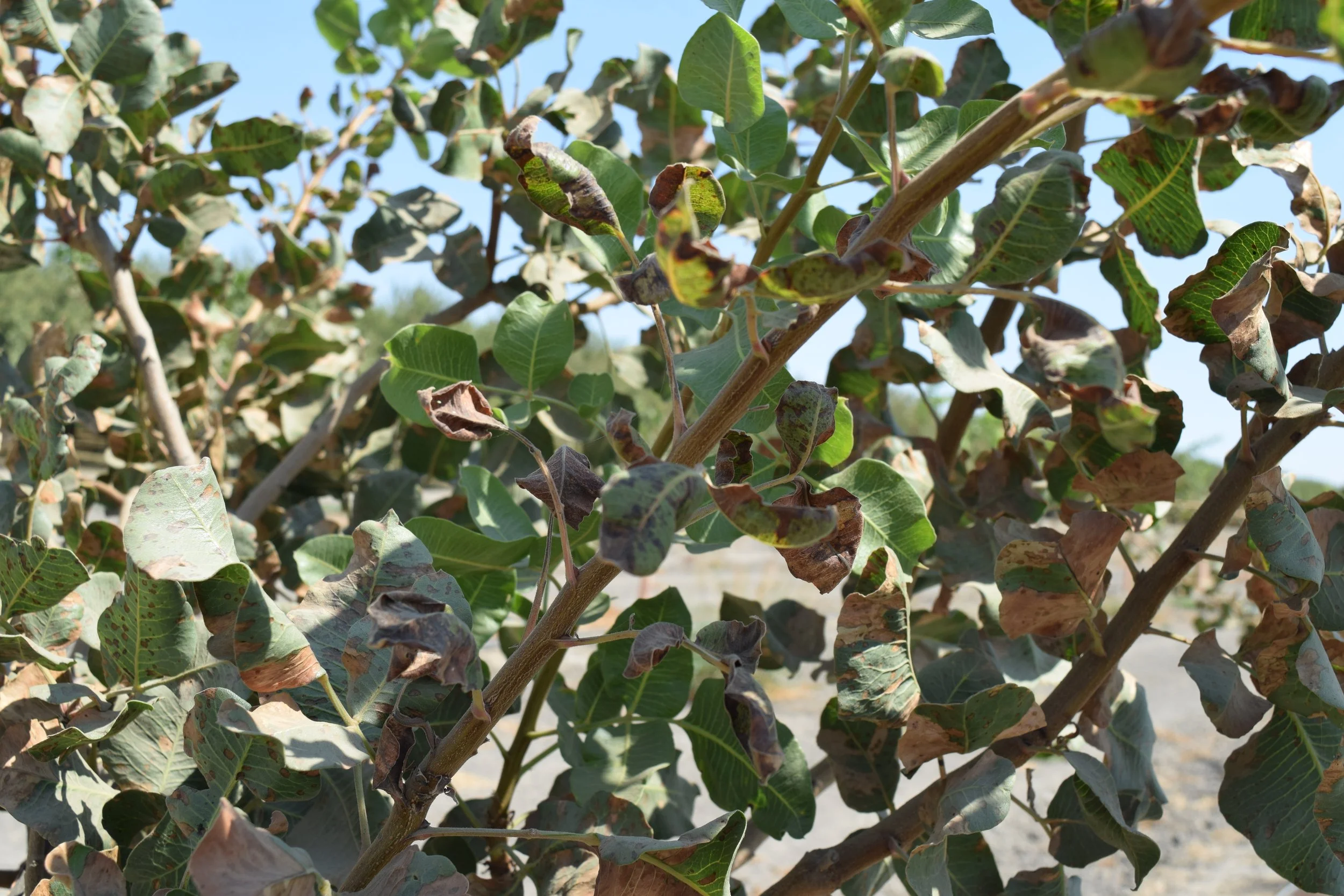 Closer photo of pistachio branch with leaves. Many leaves have larger brown necrotic areas.