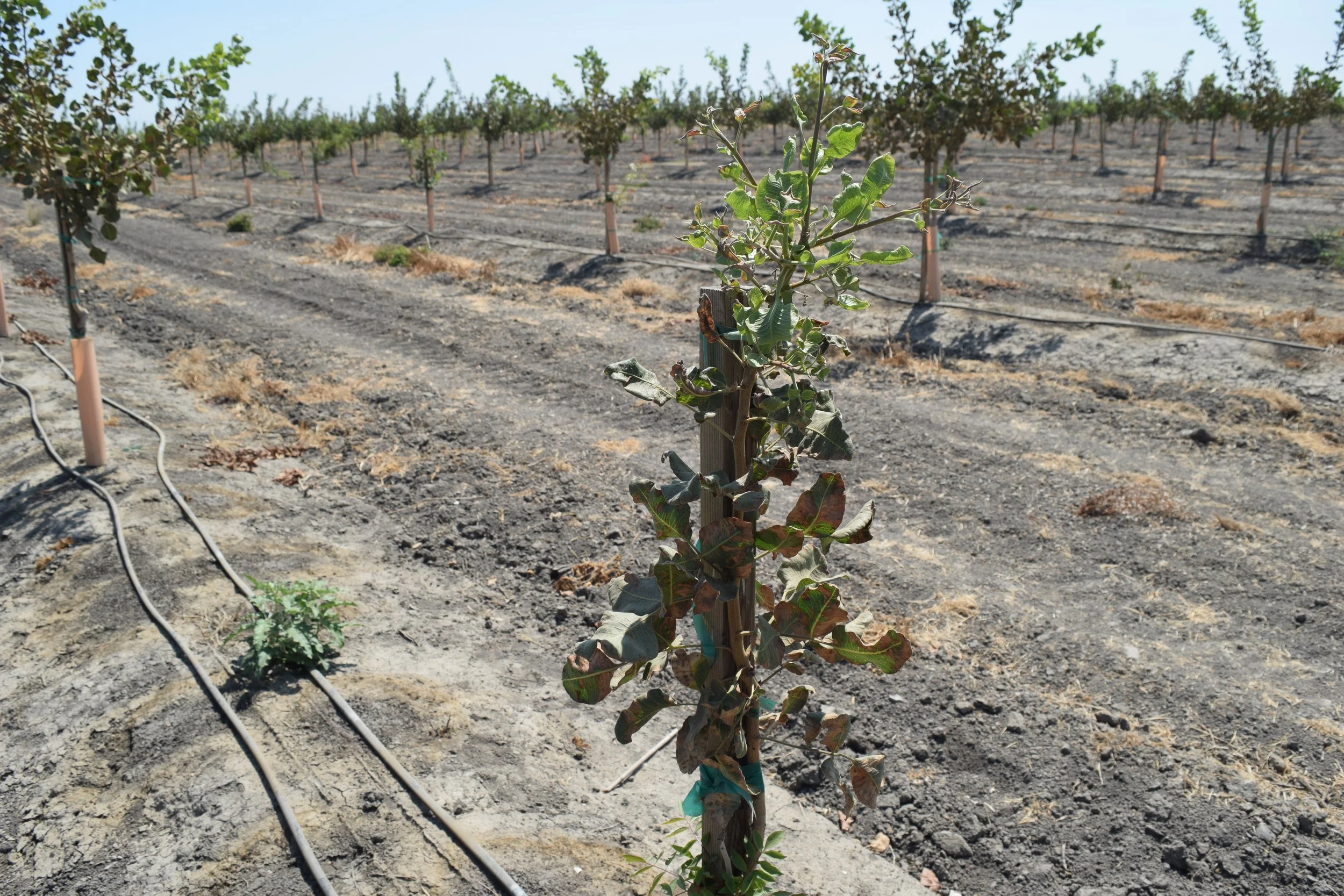Smaller pistachio tree in orchard. Tree in foreground has leaves present with lower leaves showing brown necrotic areas.