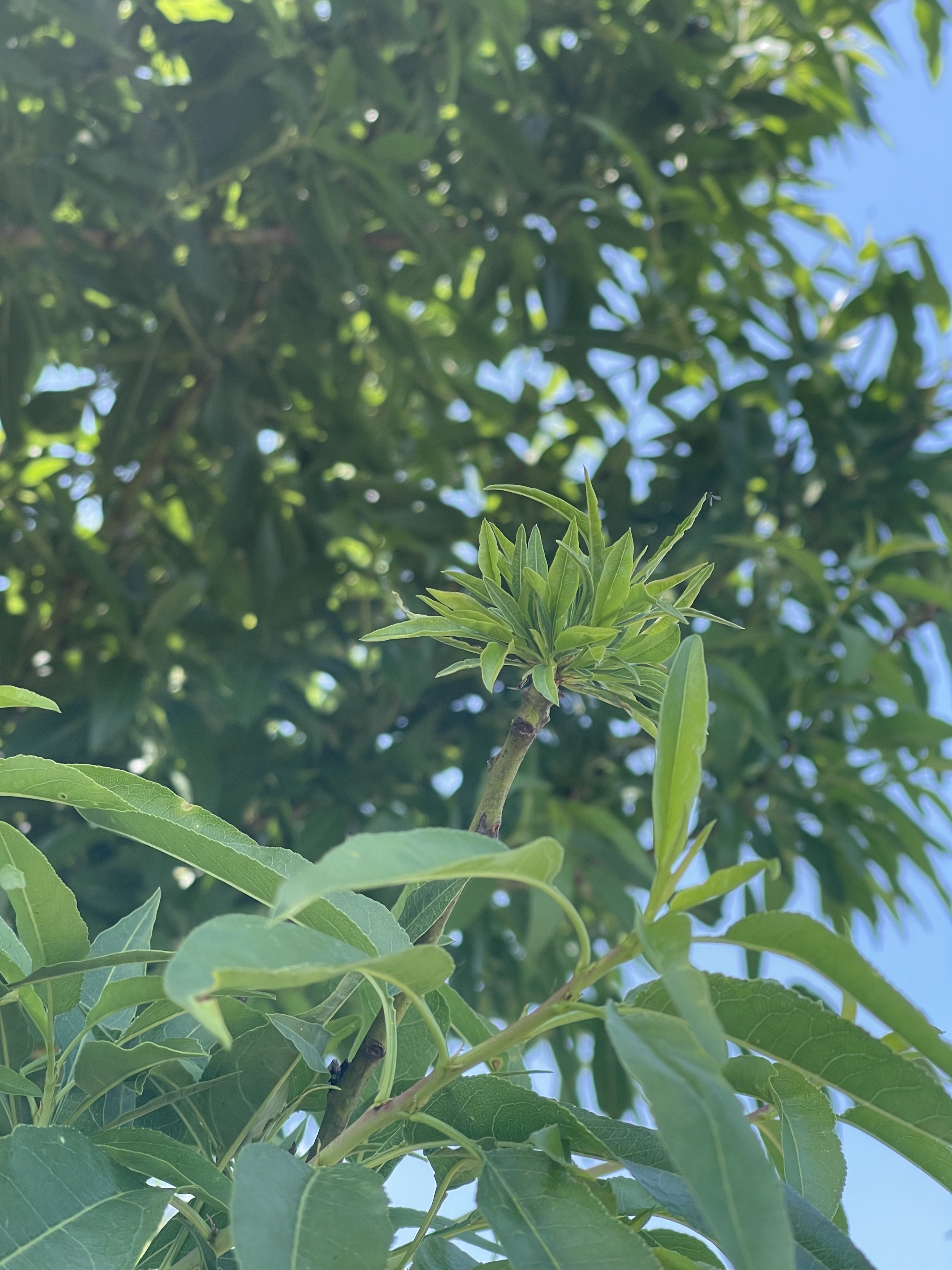 almond stem with tuft of almond leaves at tip that show rosetting or bushytail patturn