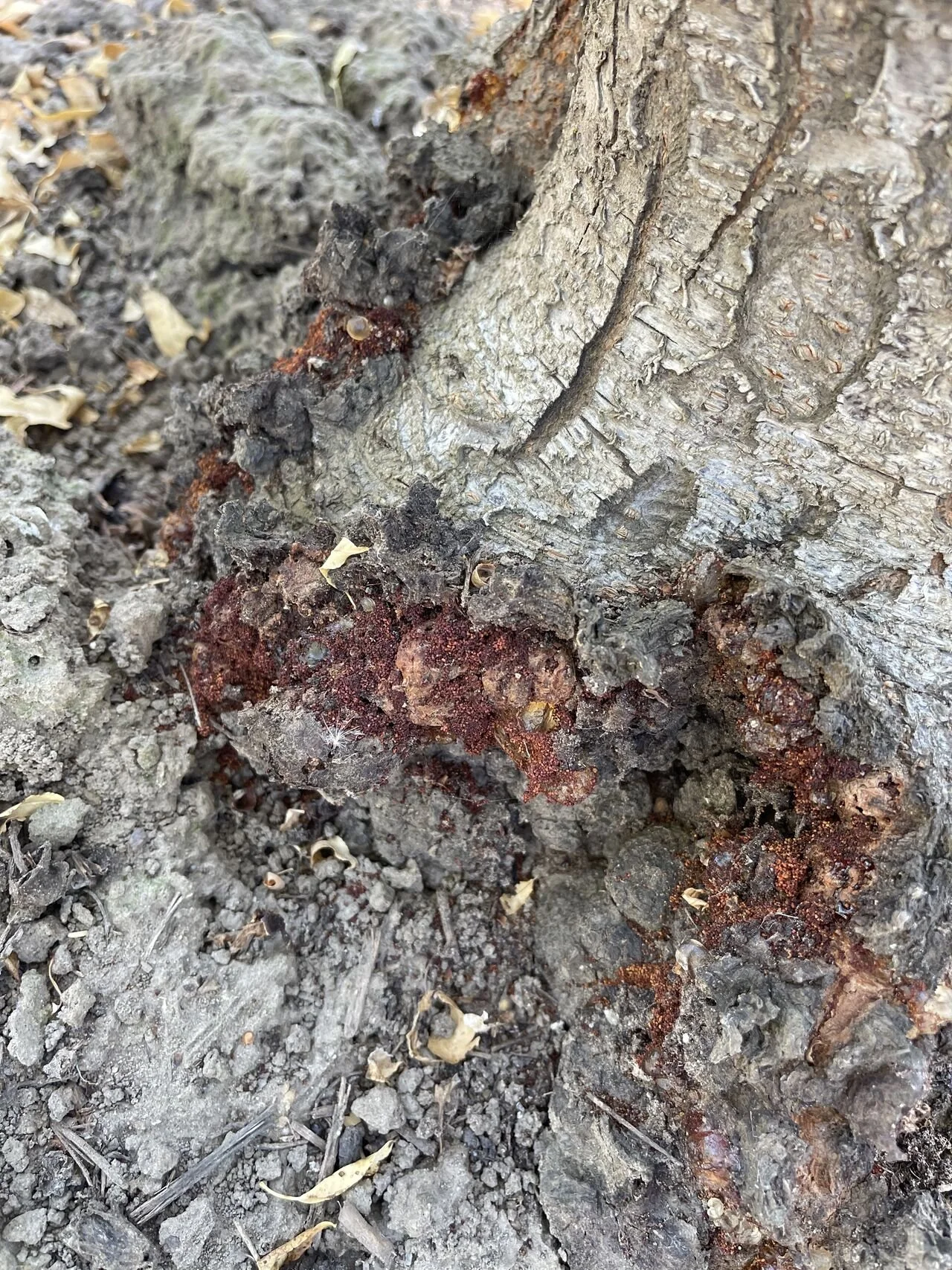 Image of base of tree with odd growths with brown frass