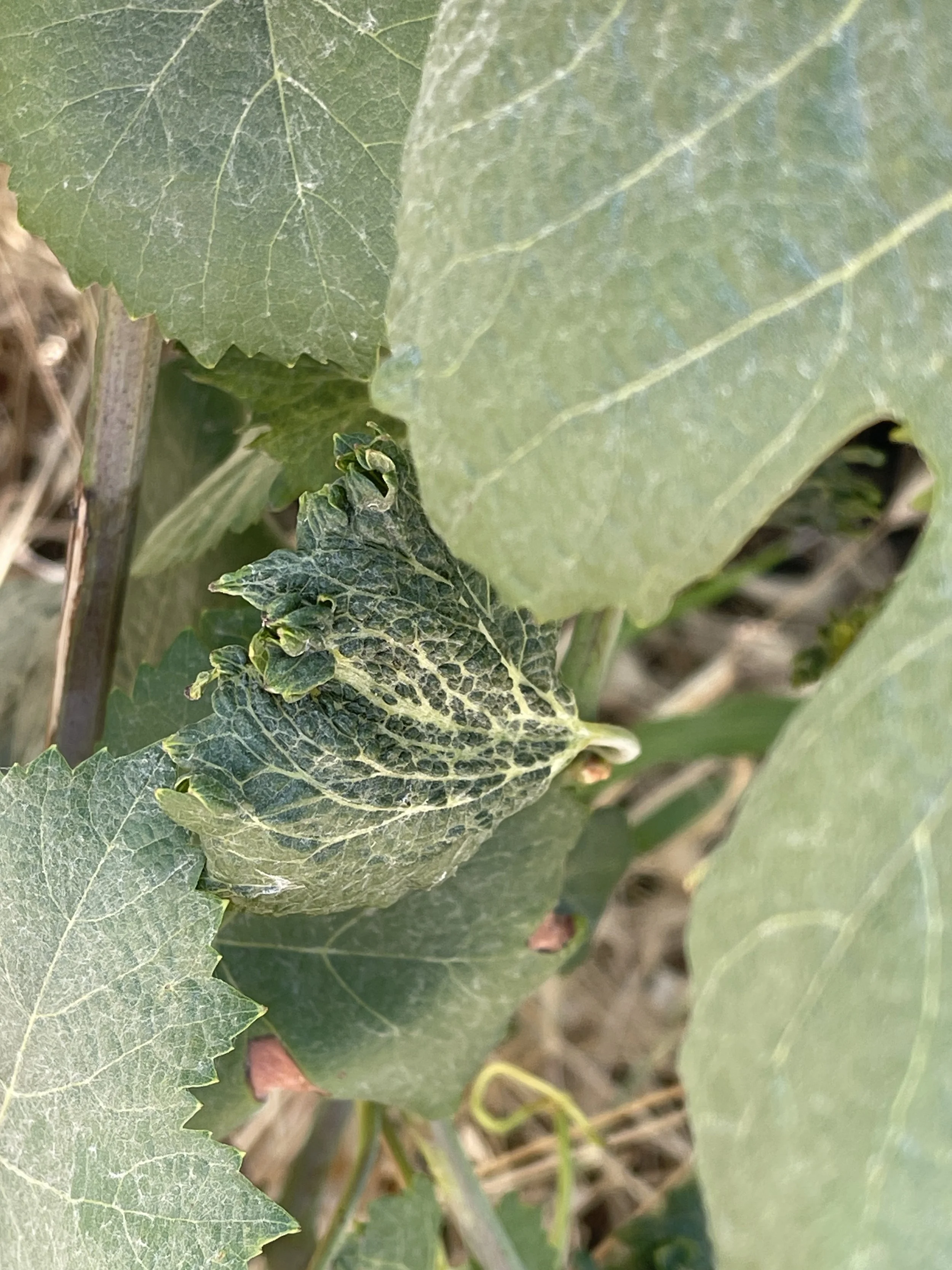 One distorted grape leave with normal leaves surrounding
