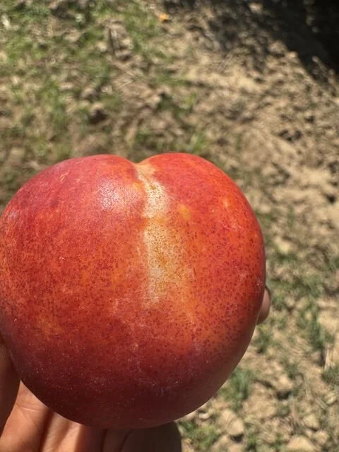 Nectarine with mostly ripened flesh but portions with yellow-orange blotches and streaks.