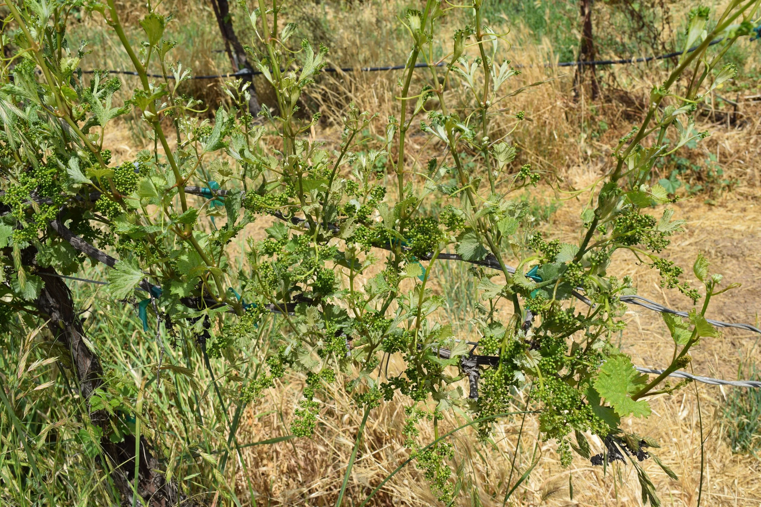 Shows grape cane with shots with smaller leaves and rachis attached. Leaves distorted.
