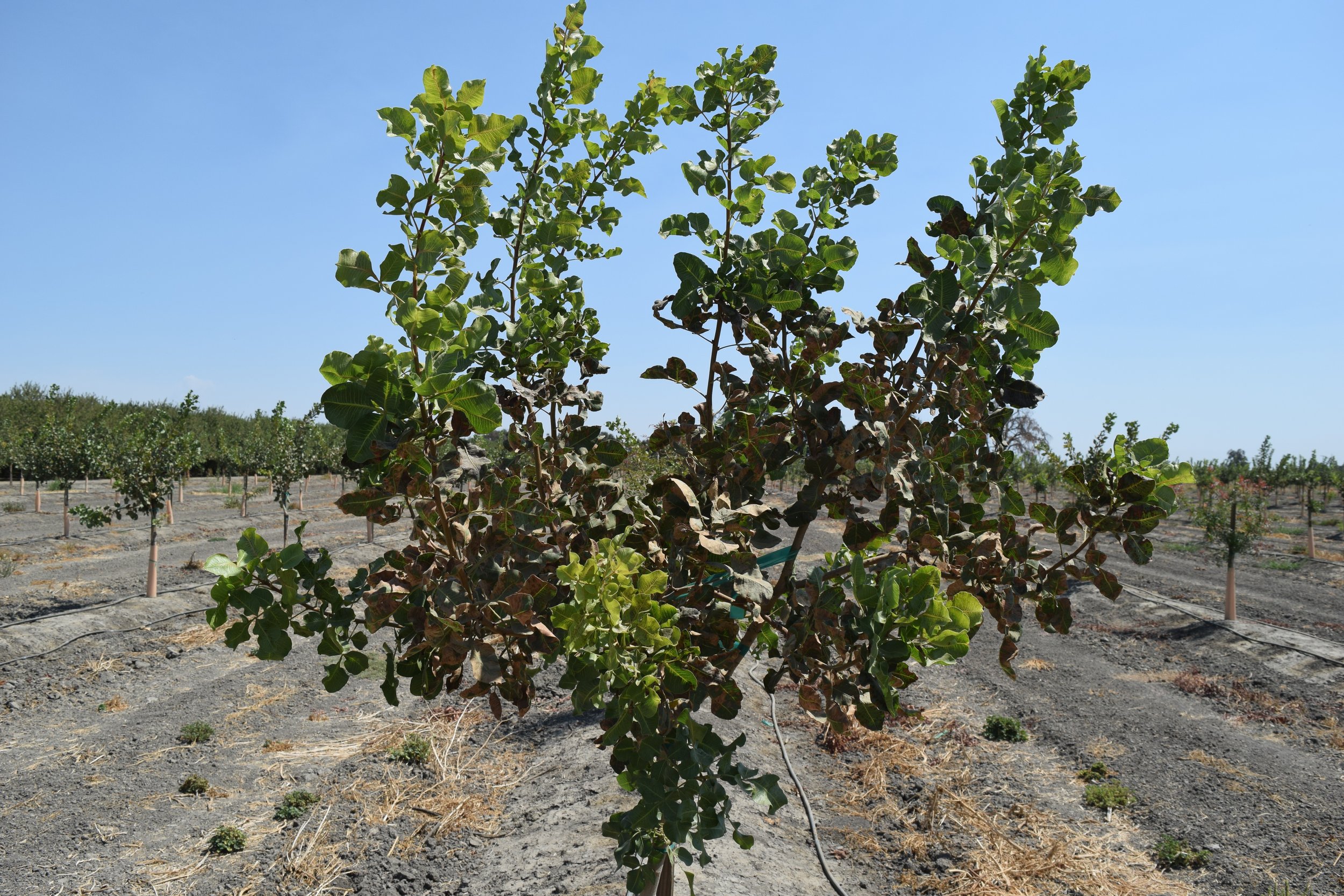 Smaller pistachio tree in orchard. Tree in foreground has leaves present with lower leaves showing brown necrotic areas.
