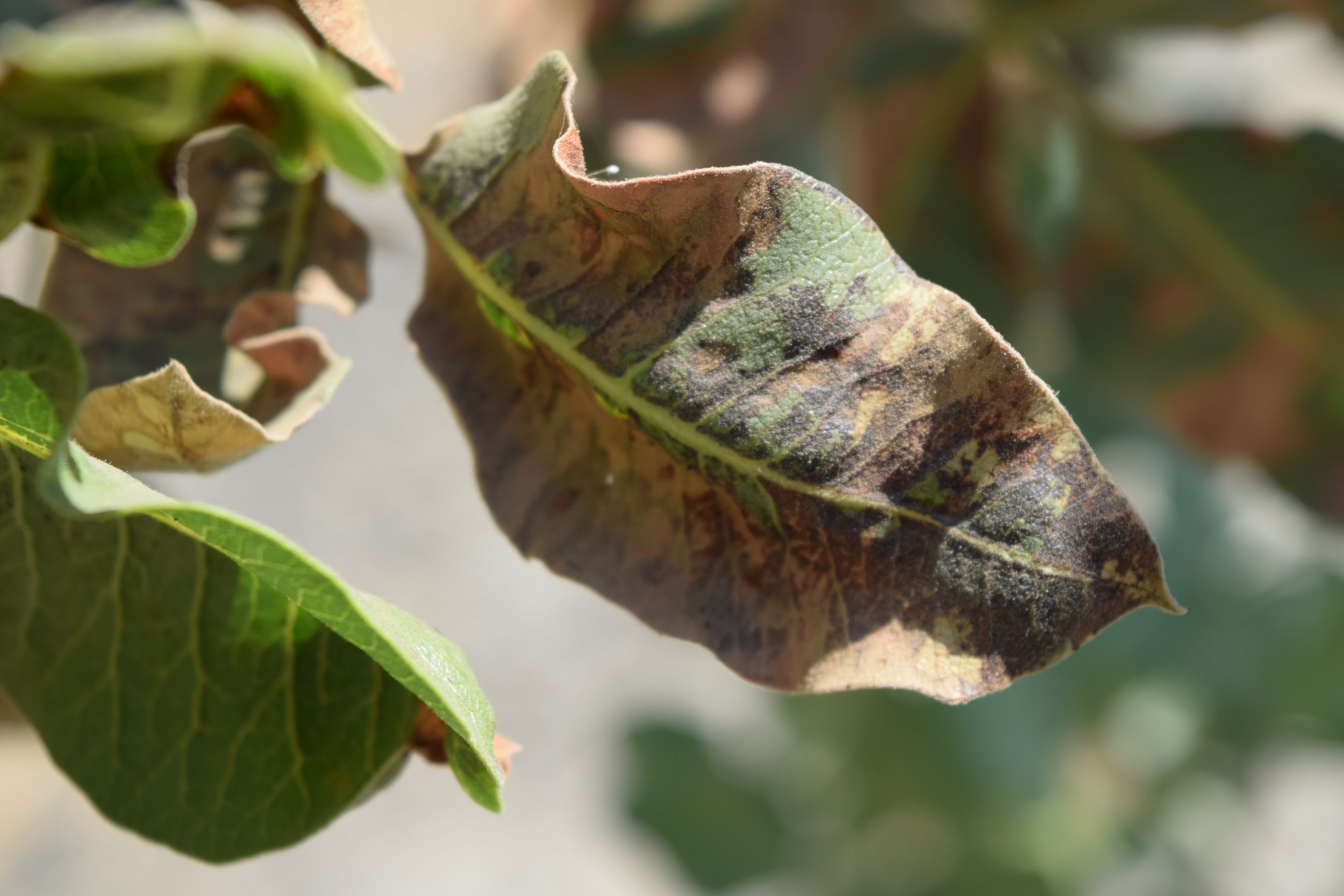 Pistachio leaves with mainly brown to black areas with some green areas.