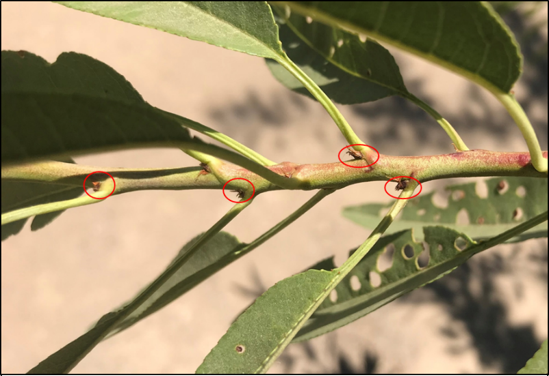 Photo of almond spur with green leaves with small buds at nodes circle in red.