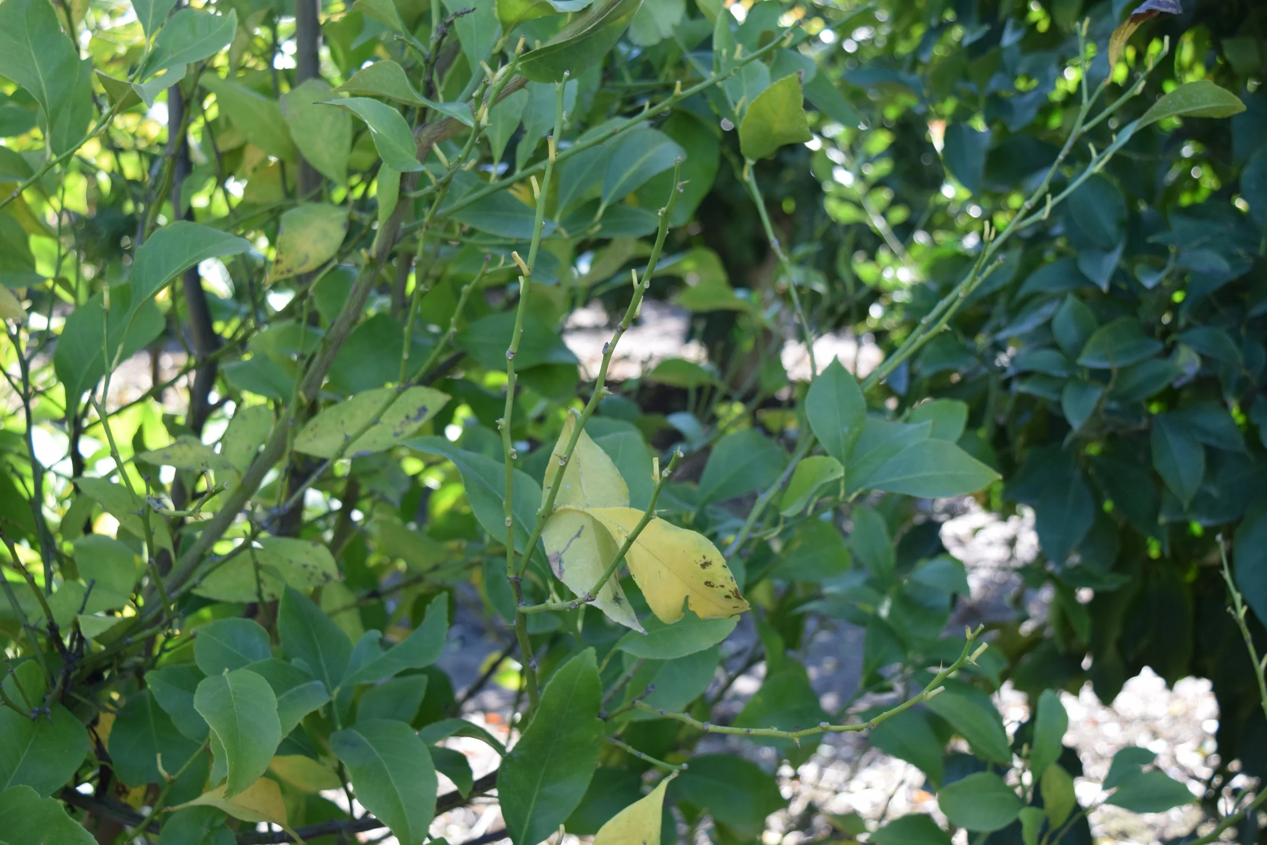 Photo close to leamon tree canopy. large portion of background has healthy leaves still attached to tree. Foreground has some stems with leaves missing from stem. Some leane are yellow with brown lesions on part of leaf.