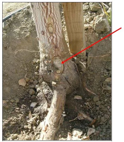 Photo of base of pistachio with portion of rootzone excavated. Exposed dead wood blow prior soil line.
