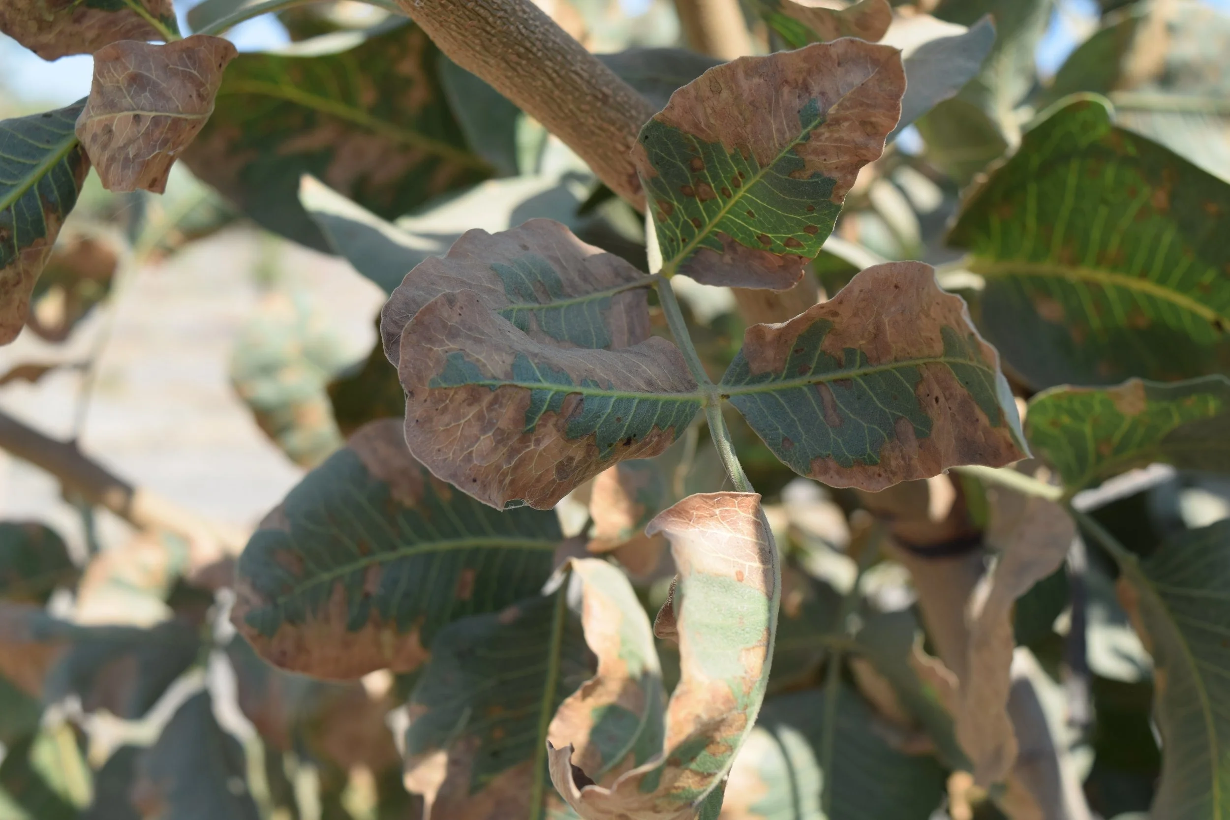 Pistachio leaves with large brown necrotic areas. Areas primarily along edge with some areas reaching middle.
