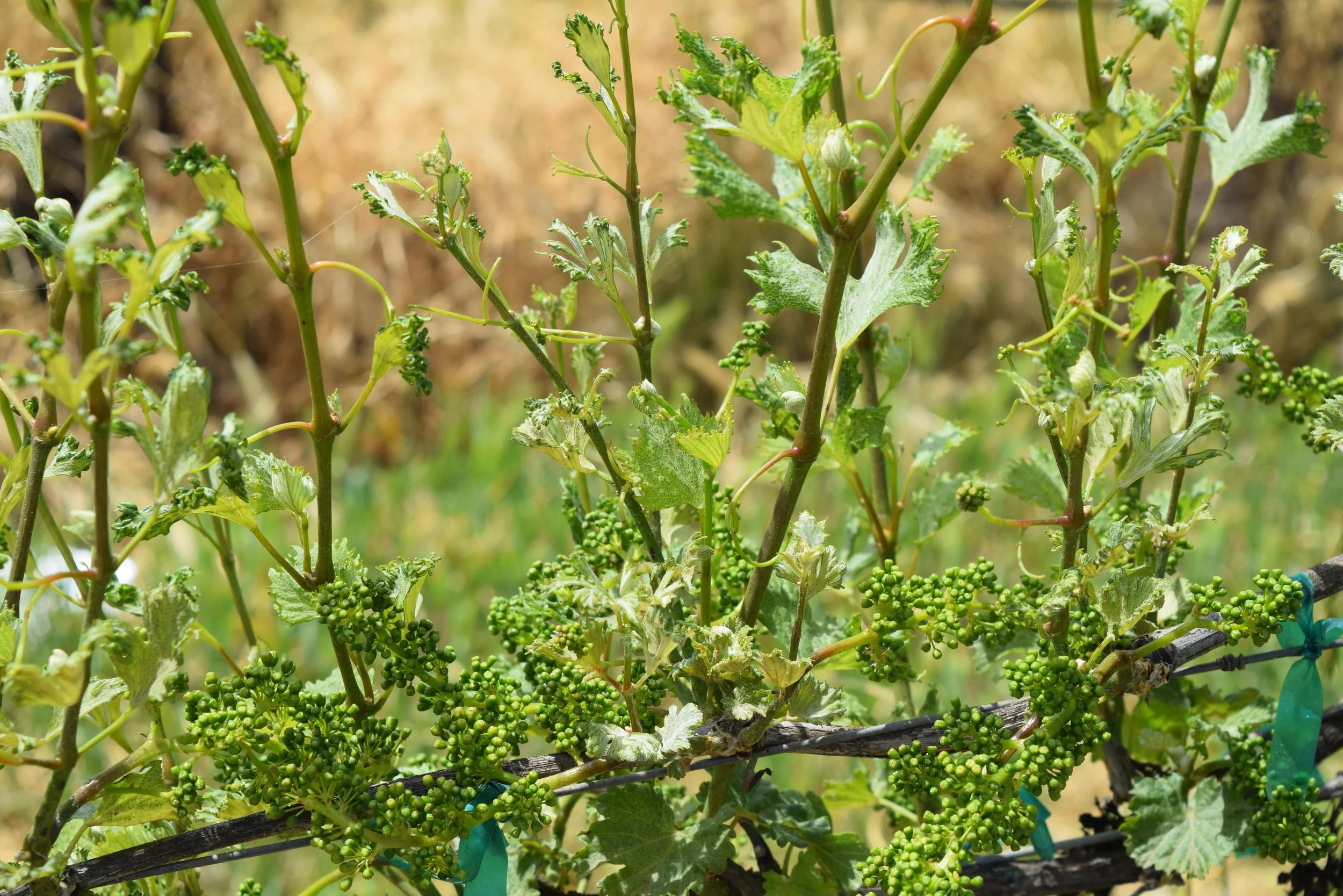 Photos of grape plant shots with rachis and distorted leaves.