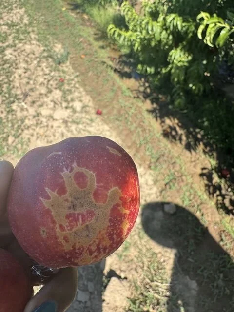 Nectarine with mostly ripened flesh but portions with yellow-orange blotches and streaks.