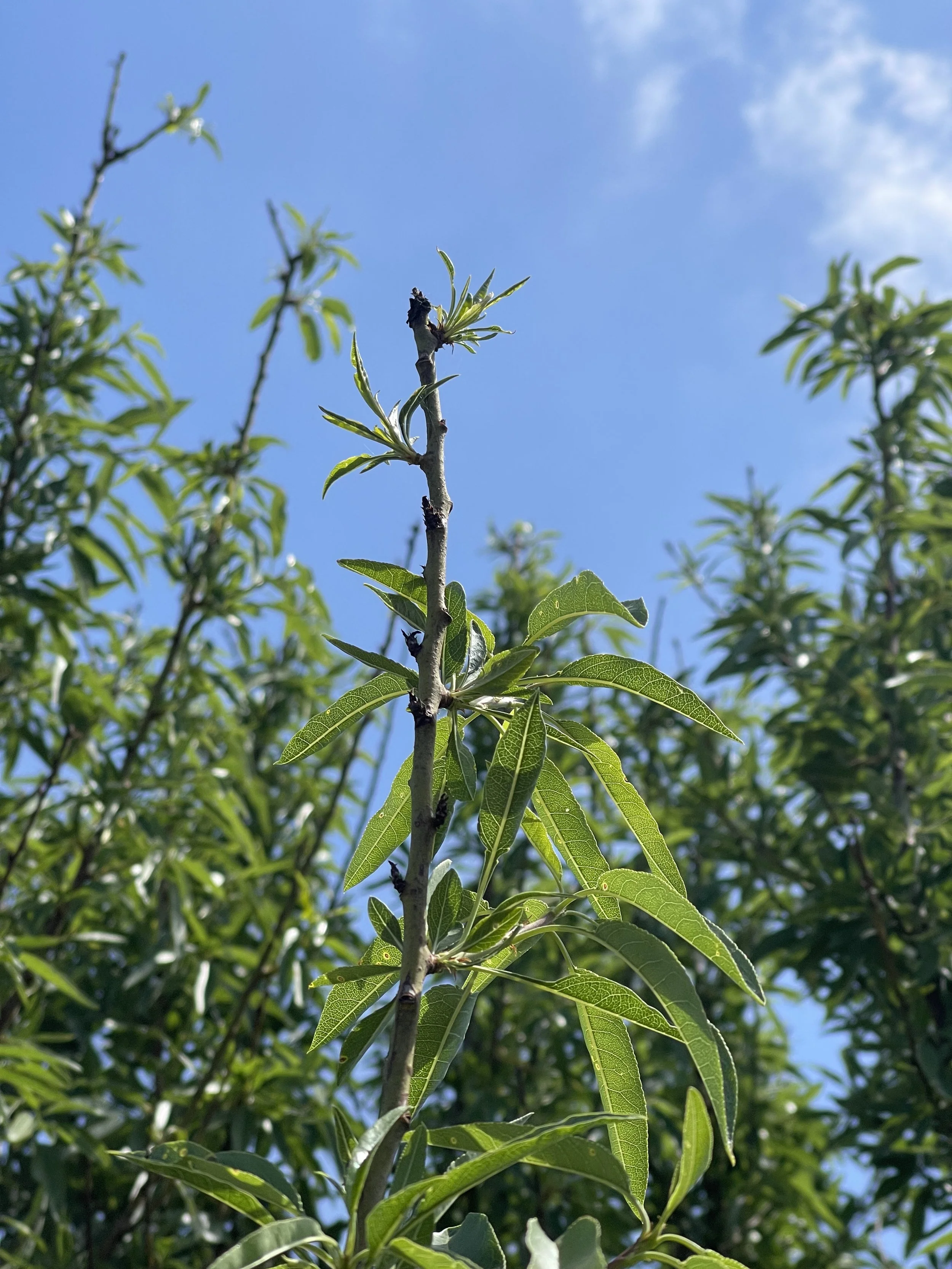 almond stem with smaller leaves