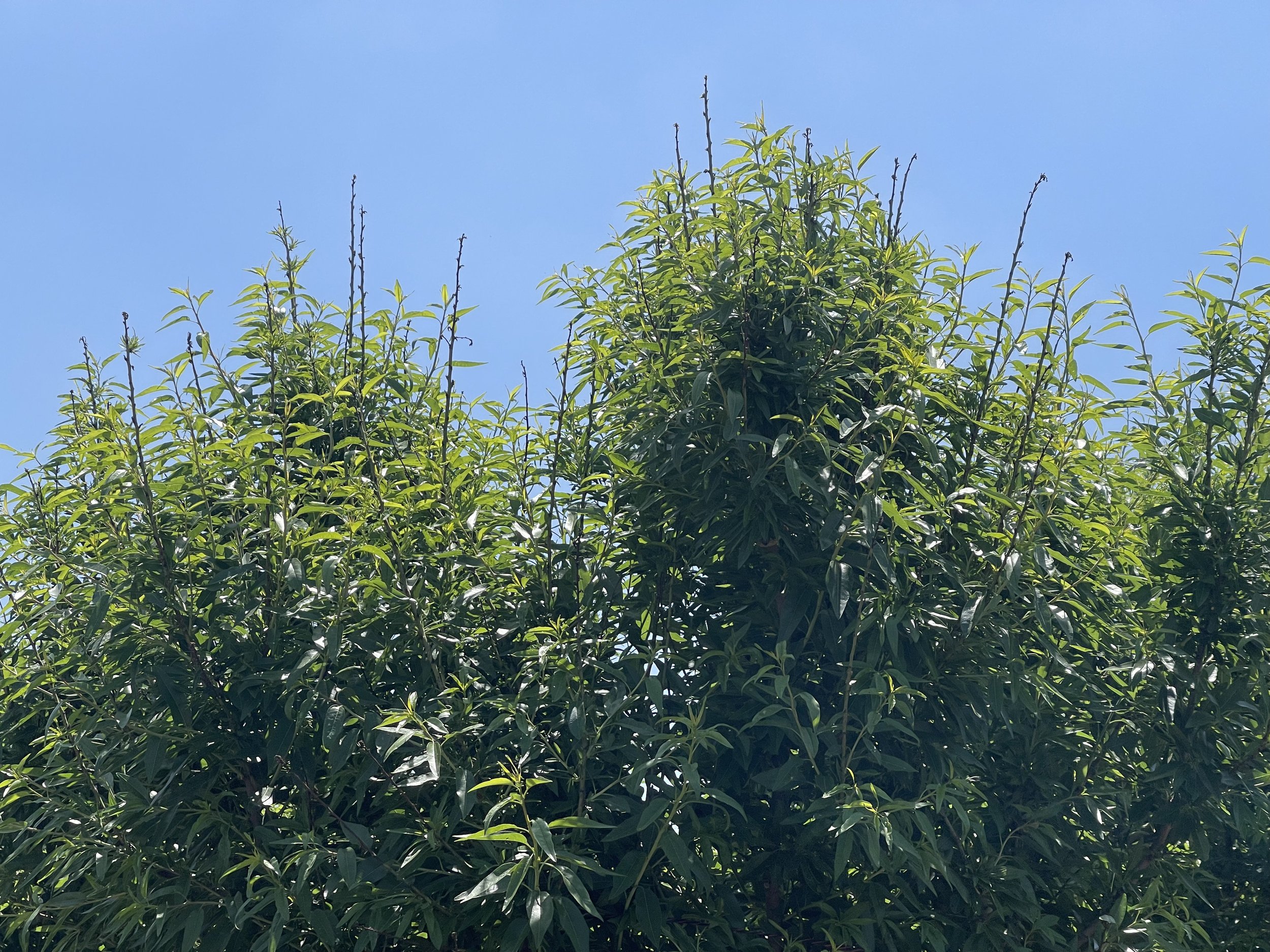 almond tree canopy with upper stems with smaller leaves