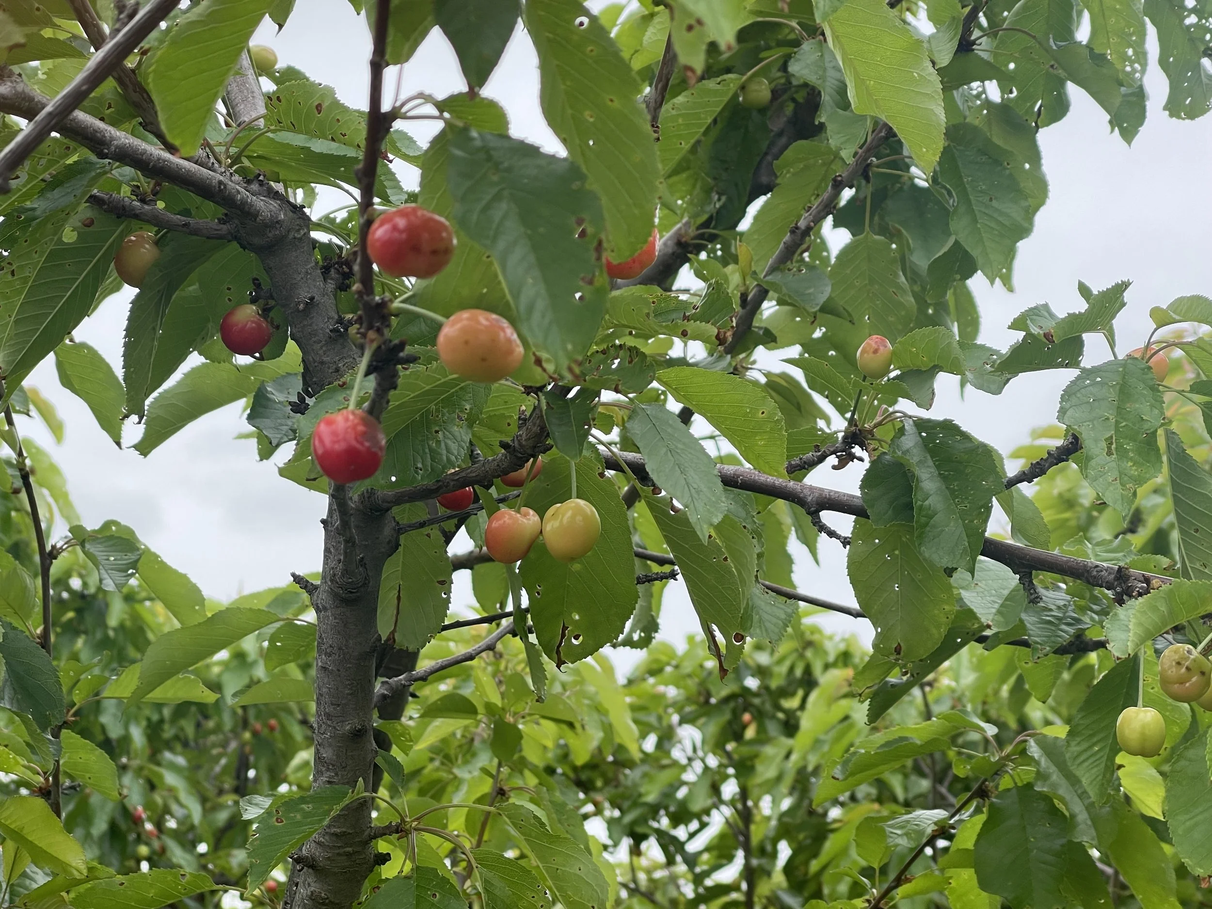 Branch with cherry leaves. Leaves are green but have severl holes. Some fruit have brown spots.