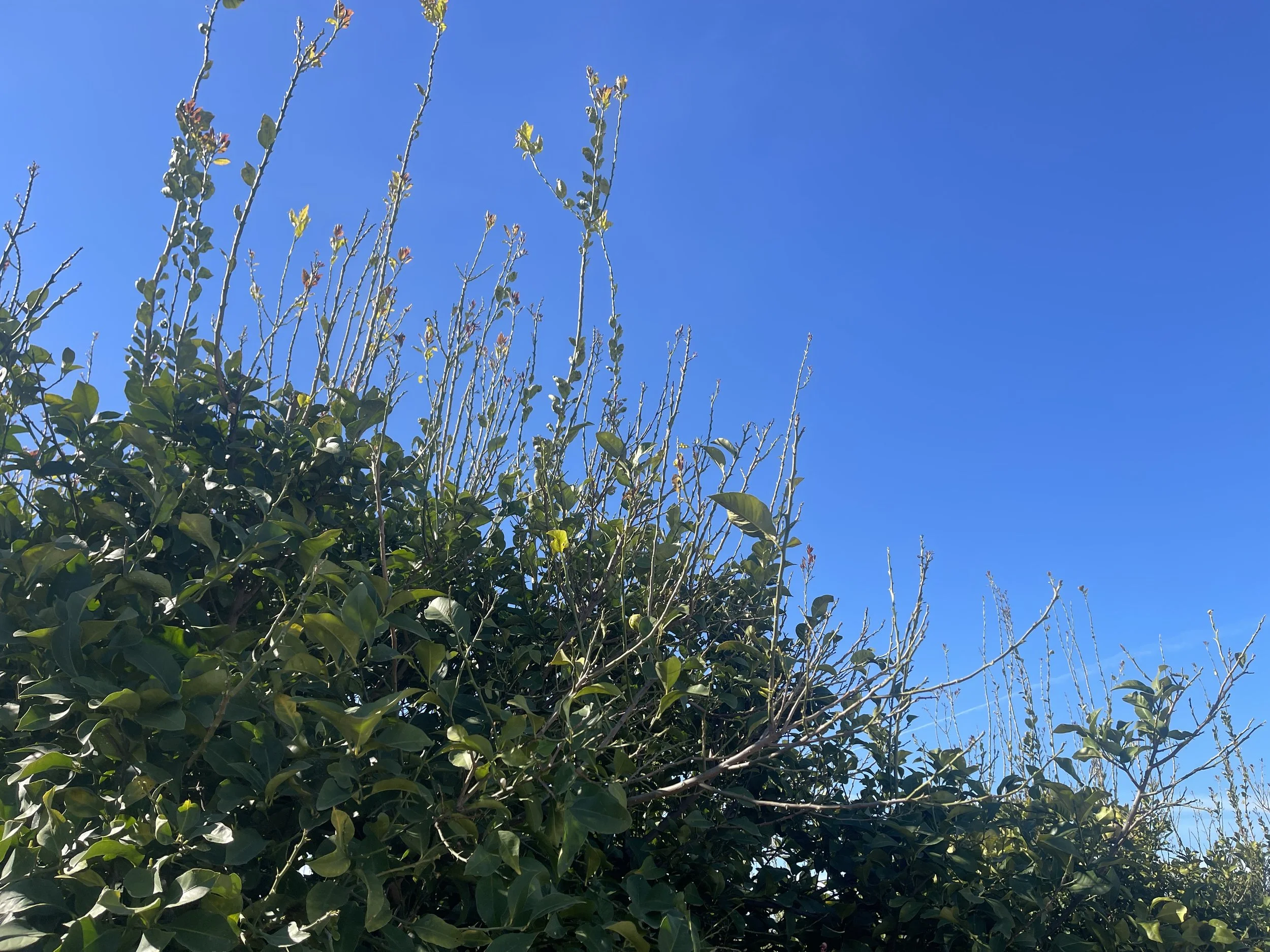 Hydrogen Cyanamide Injury on Lemon Orchard (Defoliation on New Growth) from Jorge Angeles